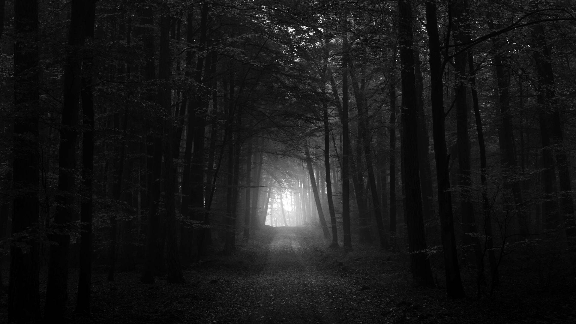 Nature Illumination Dark Forest Background
