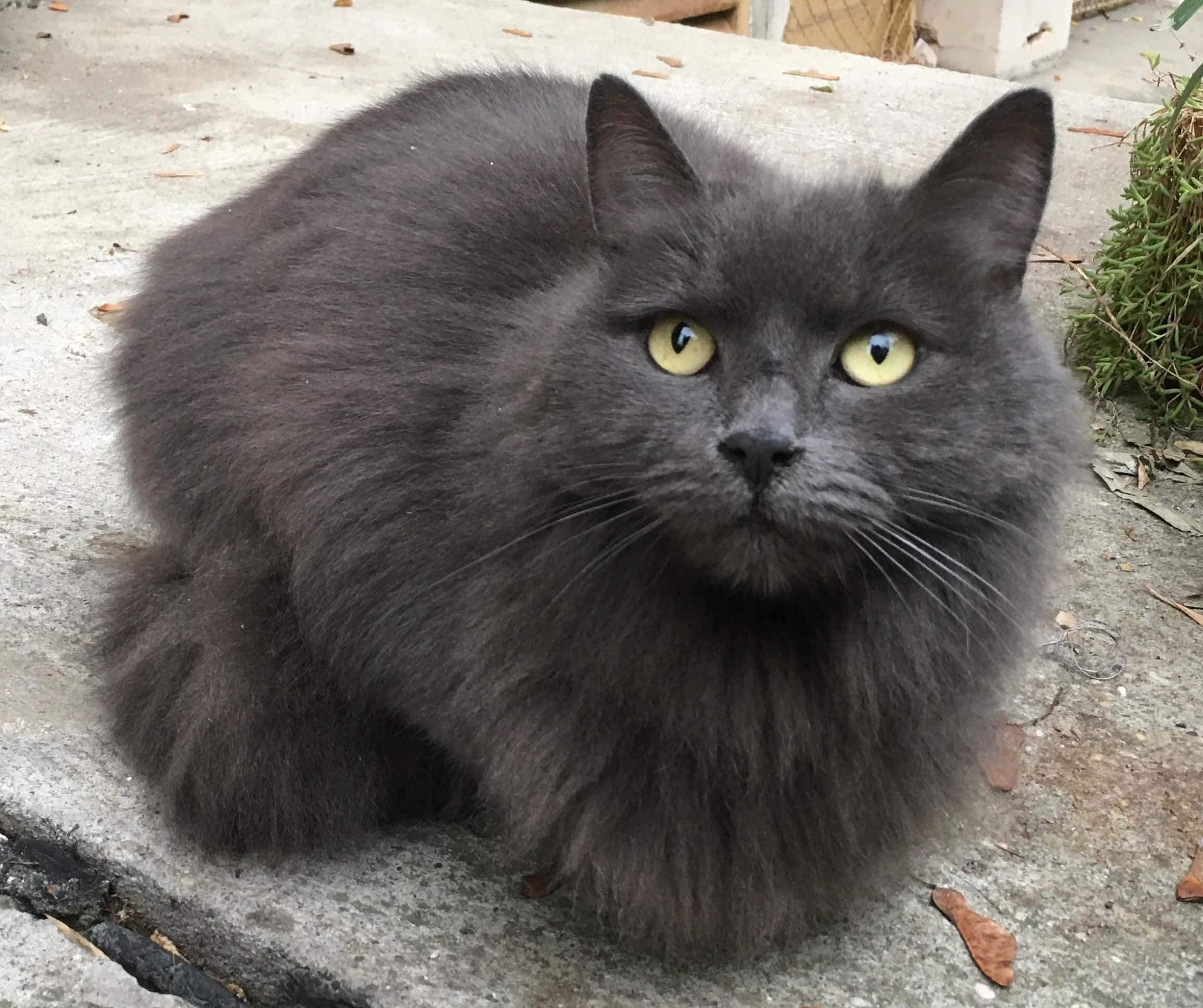 Download Elegant Nebelung Cat Lounging Wallpaper | Wallpapers.com