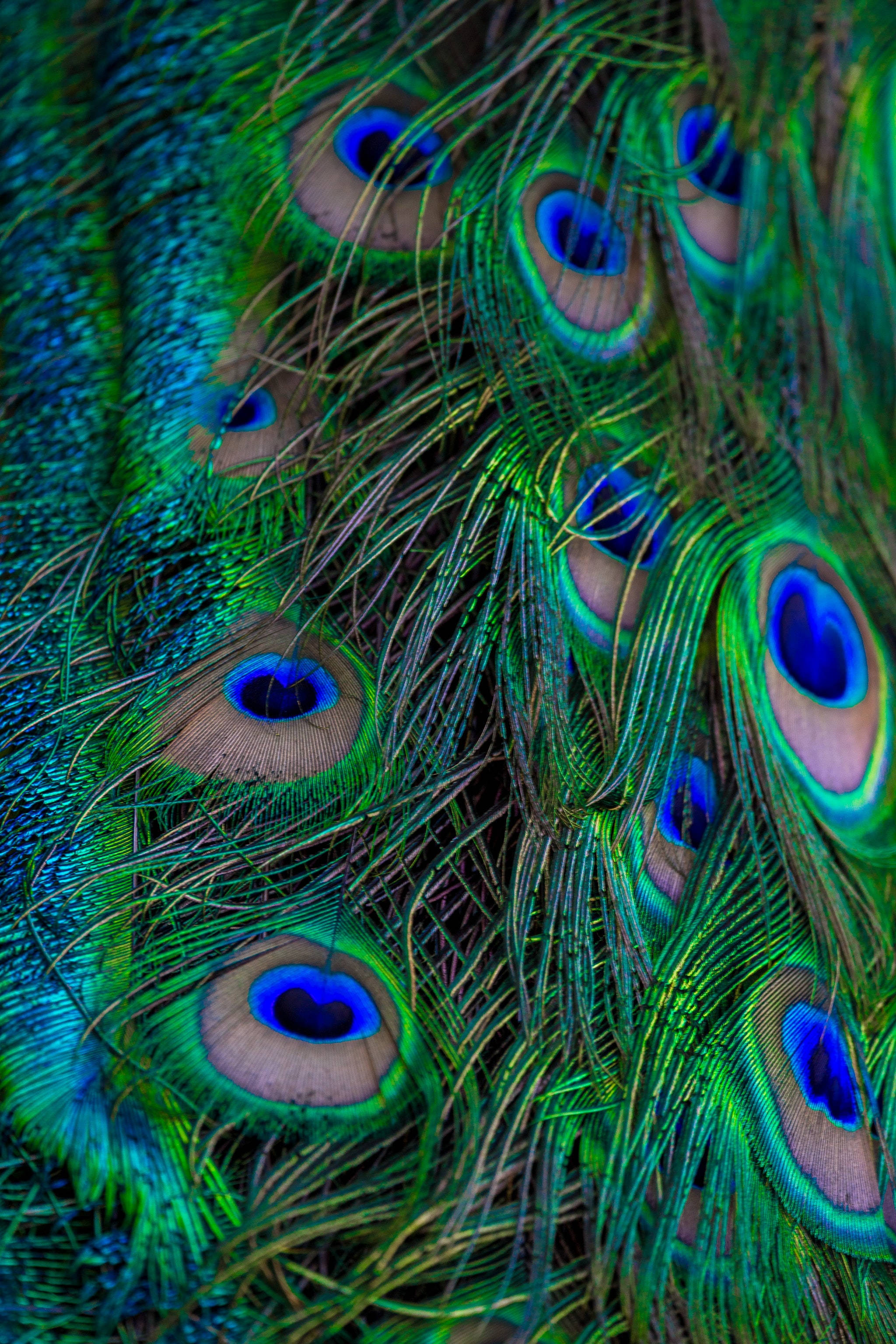 Neon Colored Peacock Feather Background