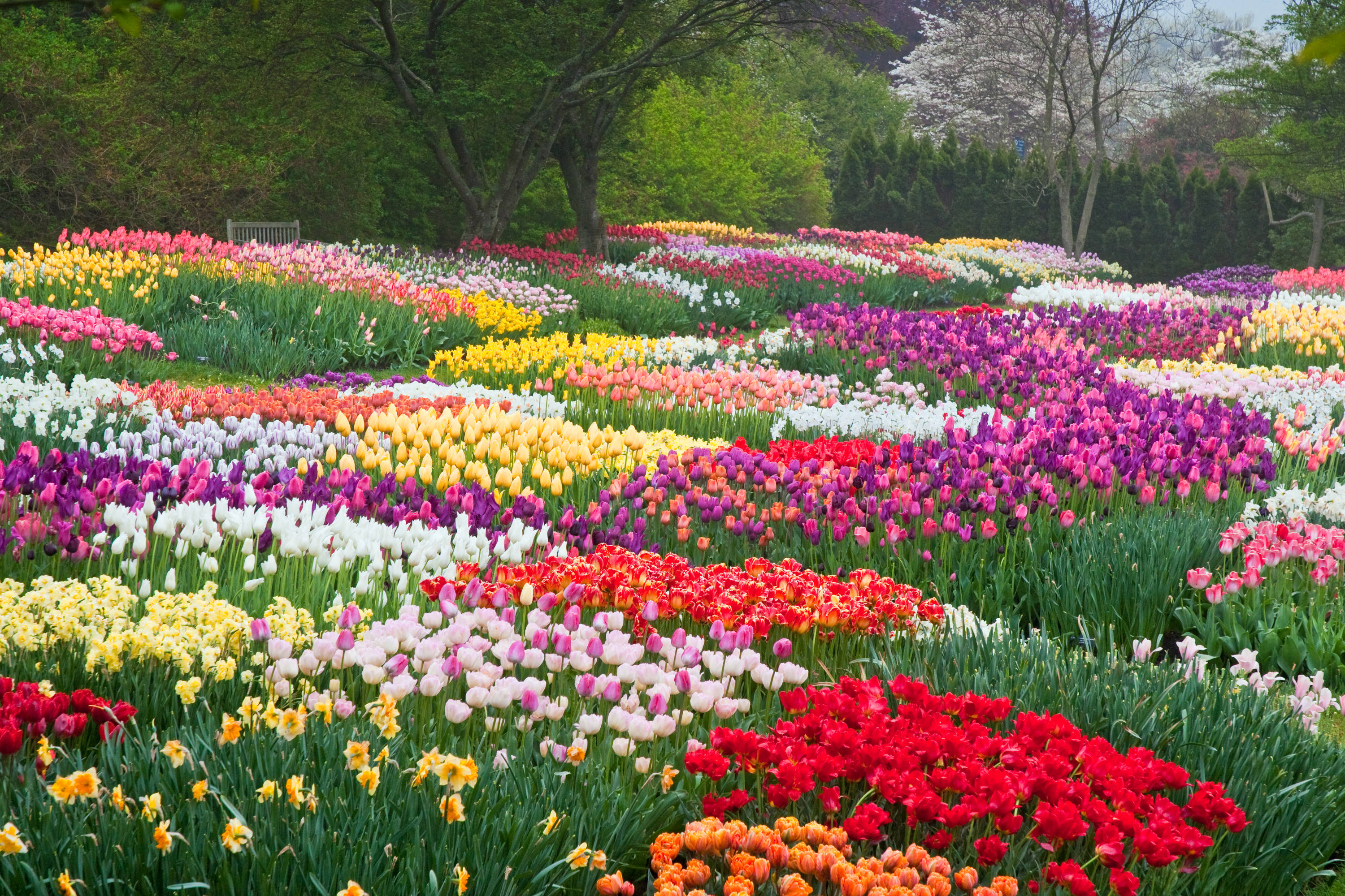 Download Netherlands Colorful Tulip Garden Wallpaper 
