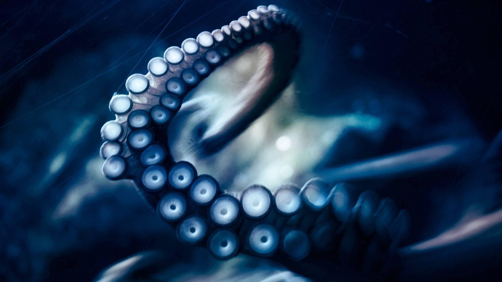 Nighttime Blue Octopus Background