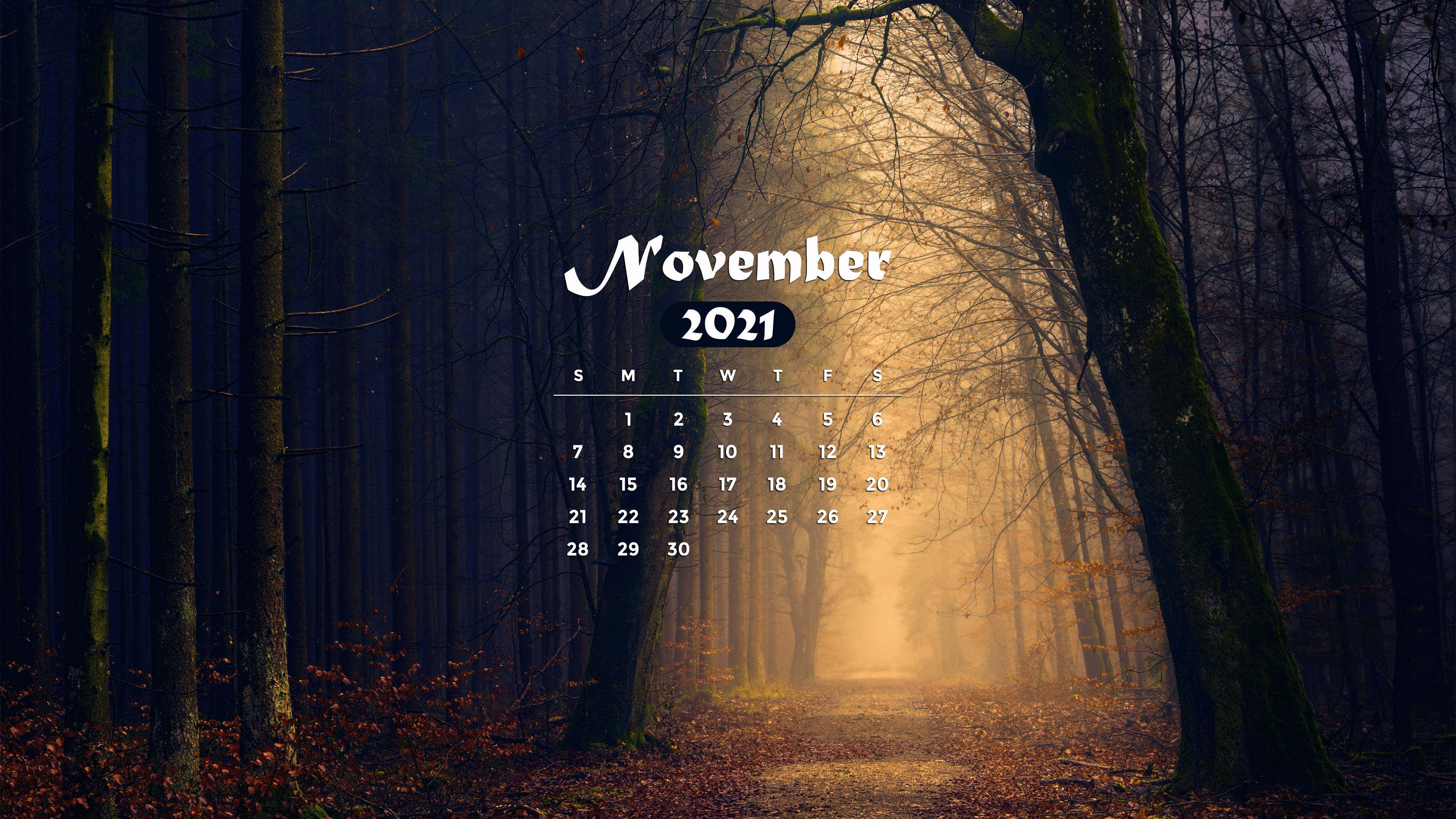 Download November 2021 Calendar Gloomy Forest Wallpaper 