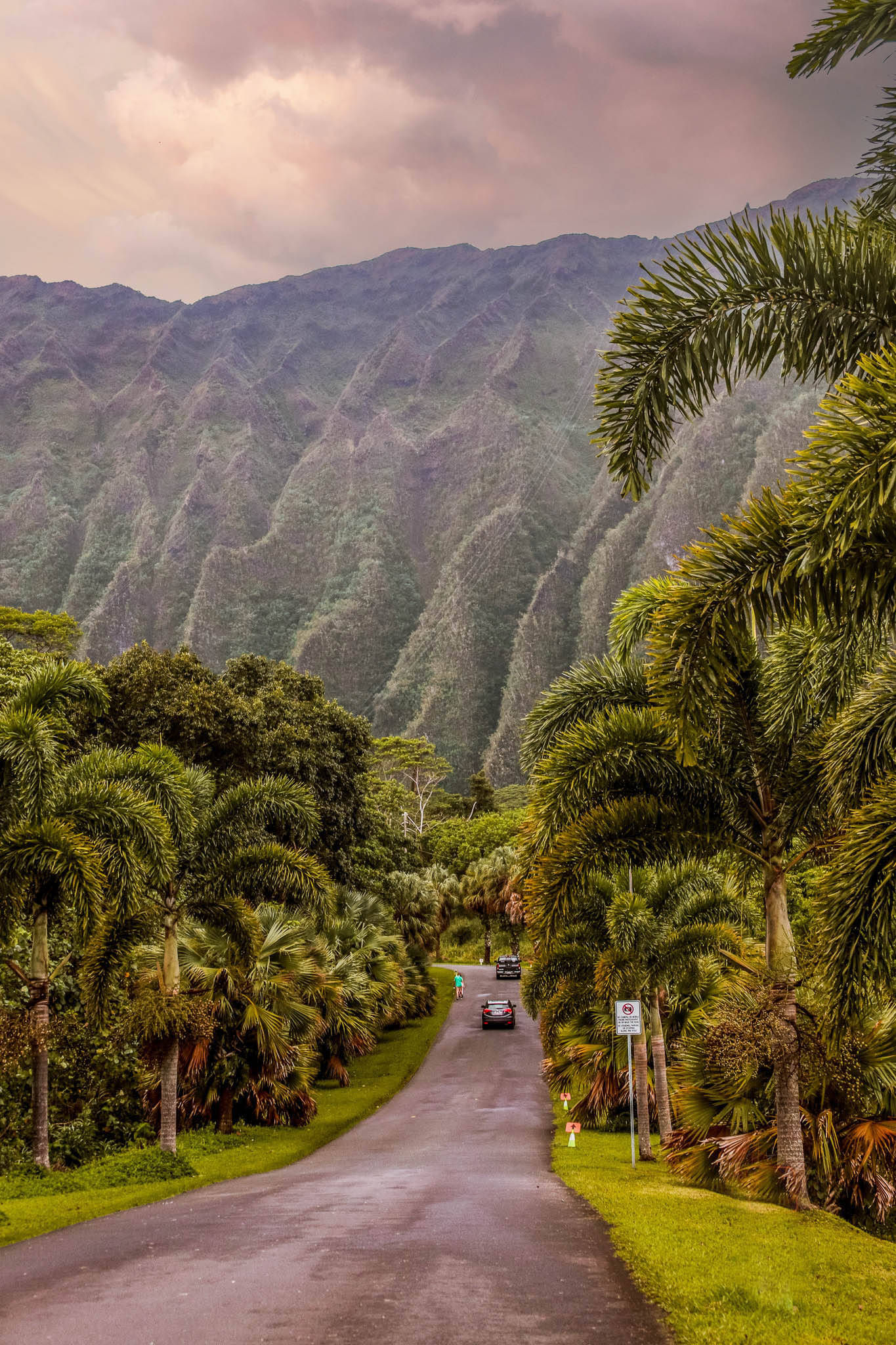 Download Oahu Botanical Garden During Afternoon Wallpaper | Wallpapers.com