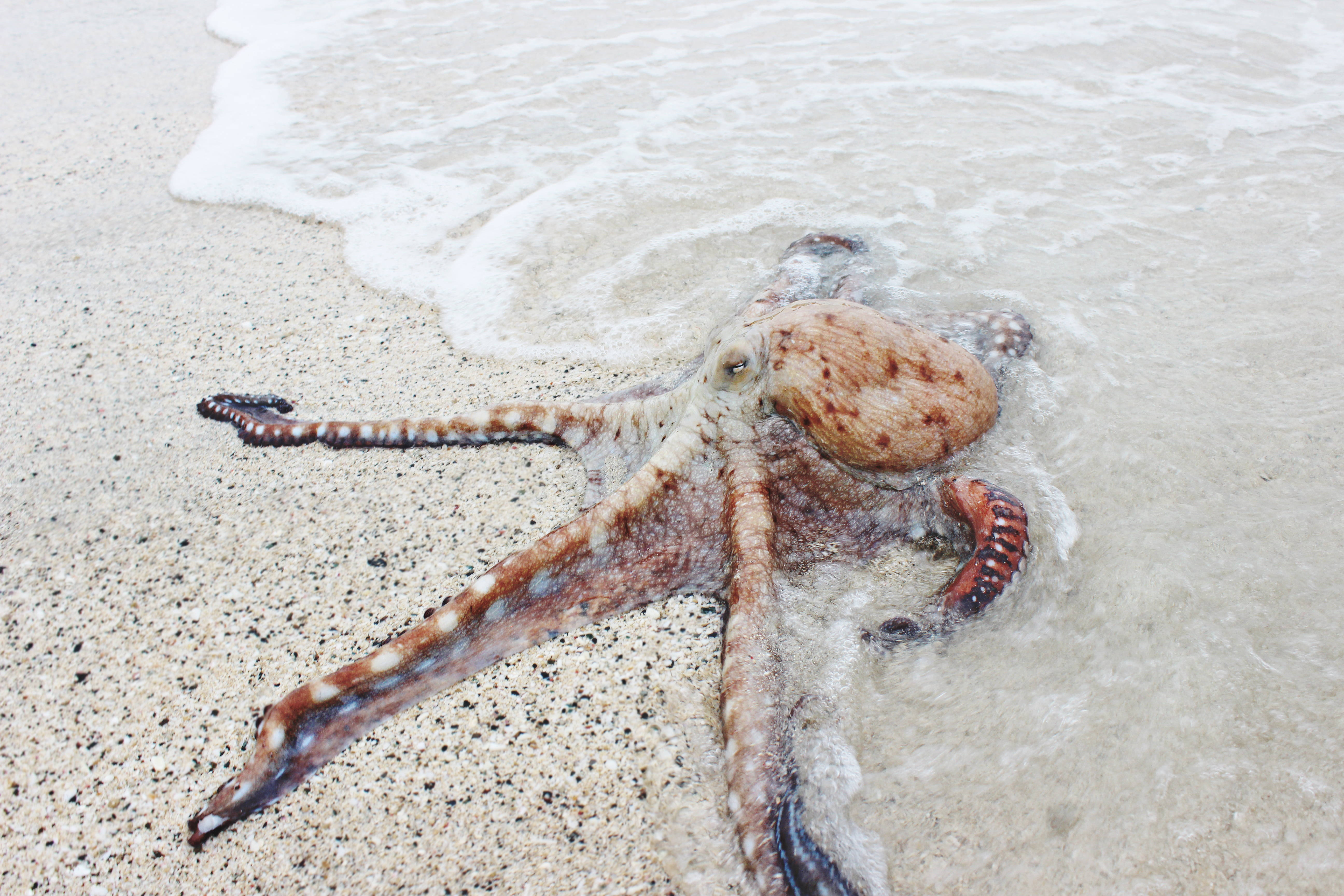 Octopus On Beach Shore Background