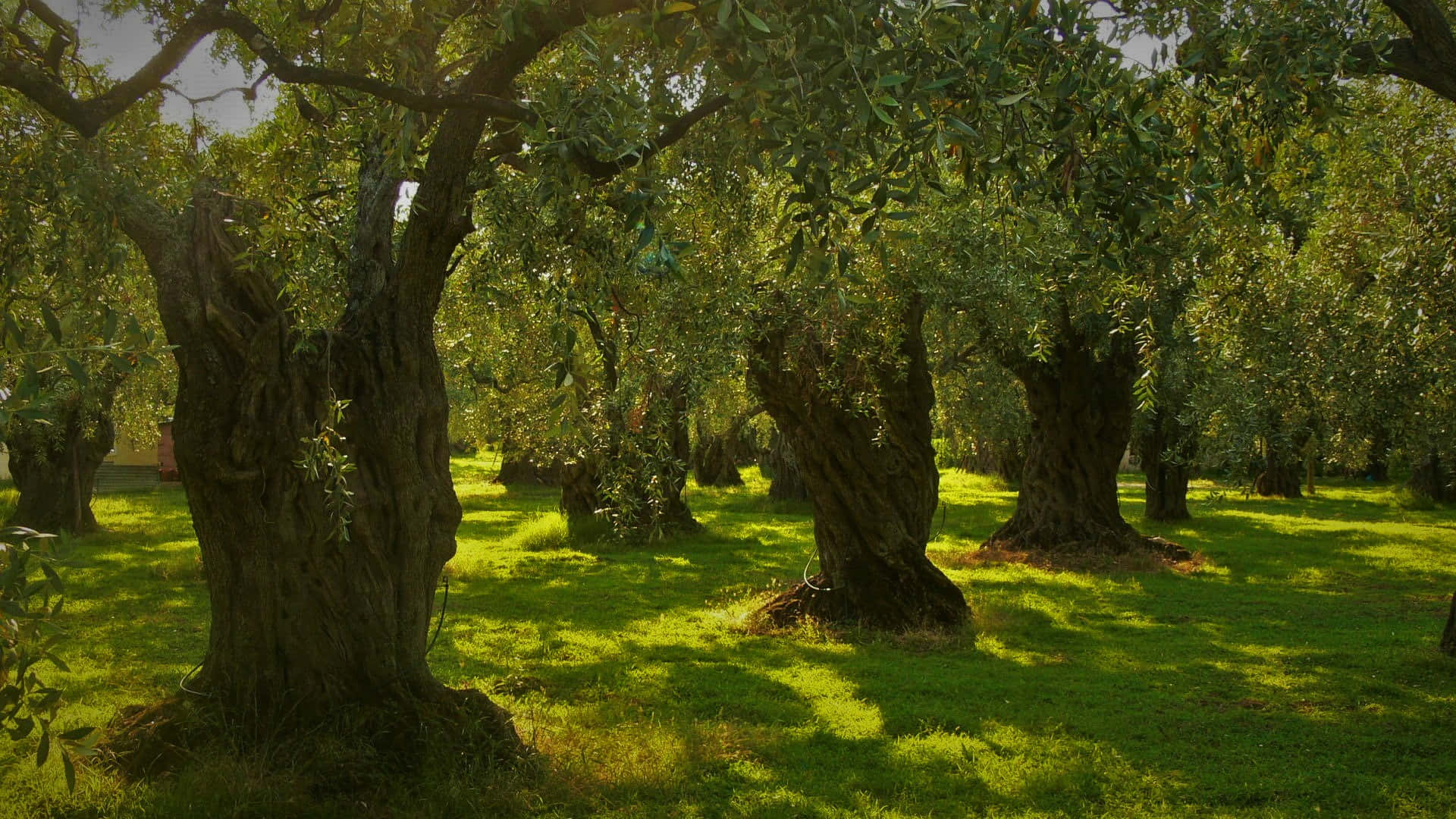 Download An Uplifting View of an Olive Tree Wallpaper | Wallpapers.com