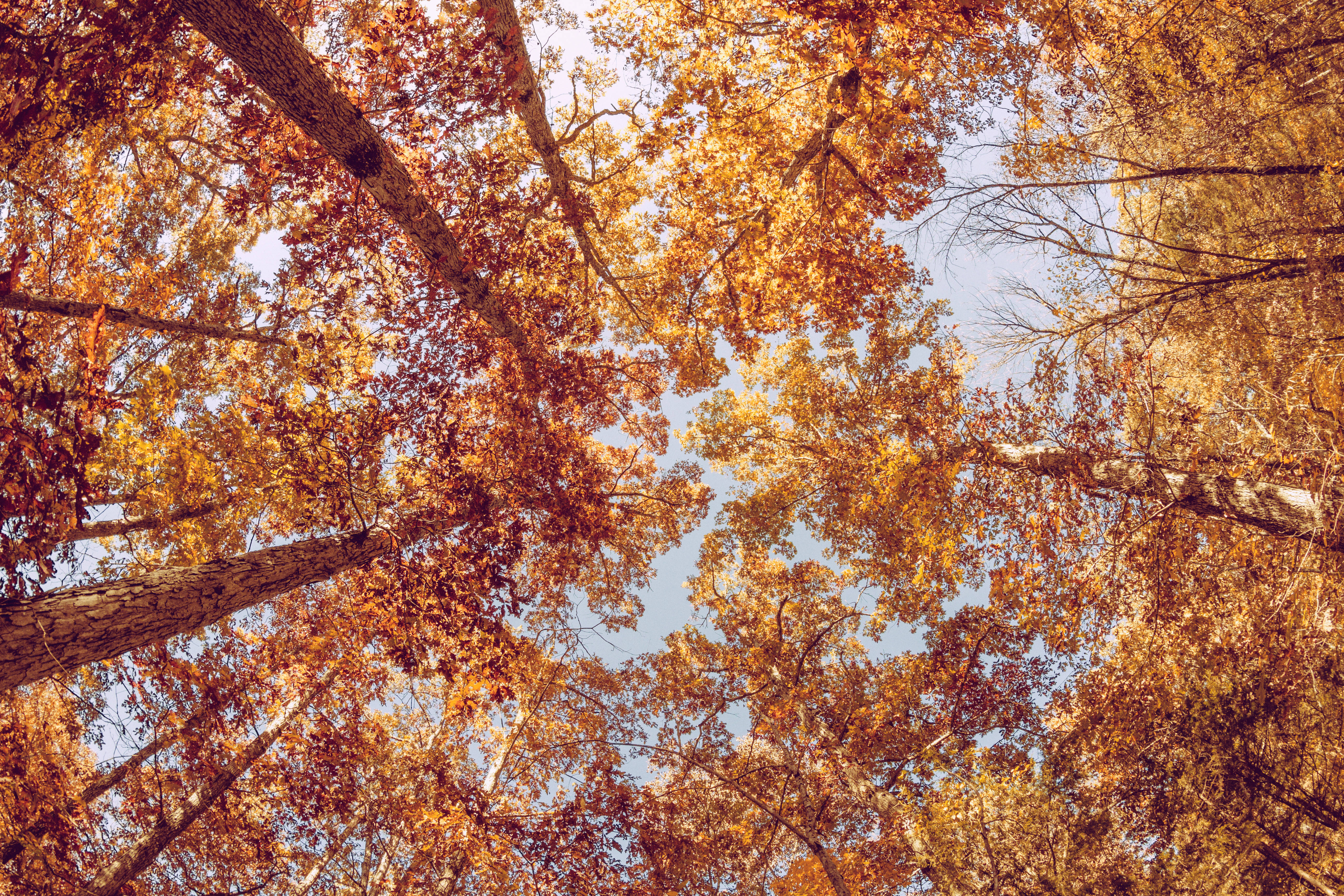 Orange Leaves During Fall Photography Background