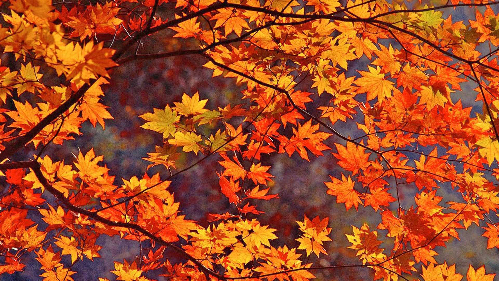 Orange Maple Leaves Fall Background