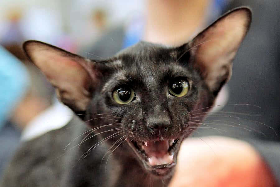 Download Oriental Shorthair 900 X 600 Wallpaper Wallpaper | Wallpapers.com