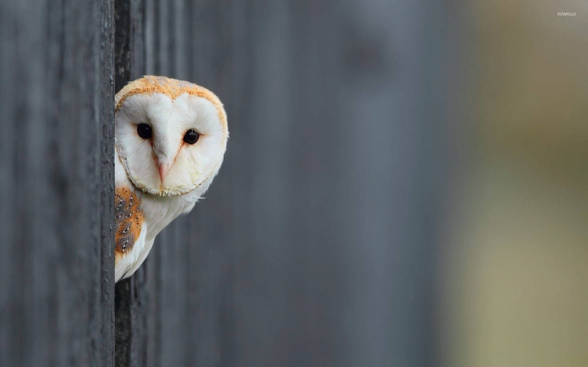 Owl Behind Wooden Fence Background