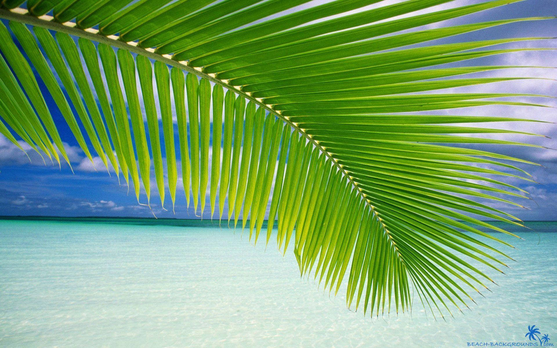 Palm Tree Leaf Beach Background Background