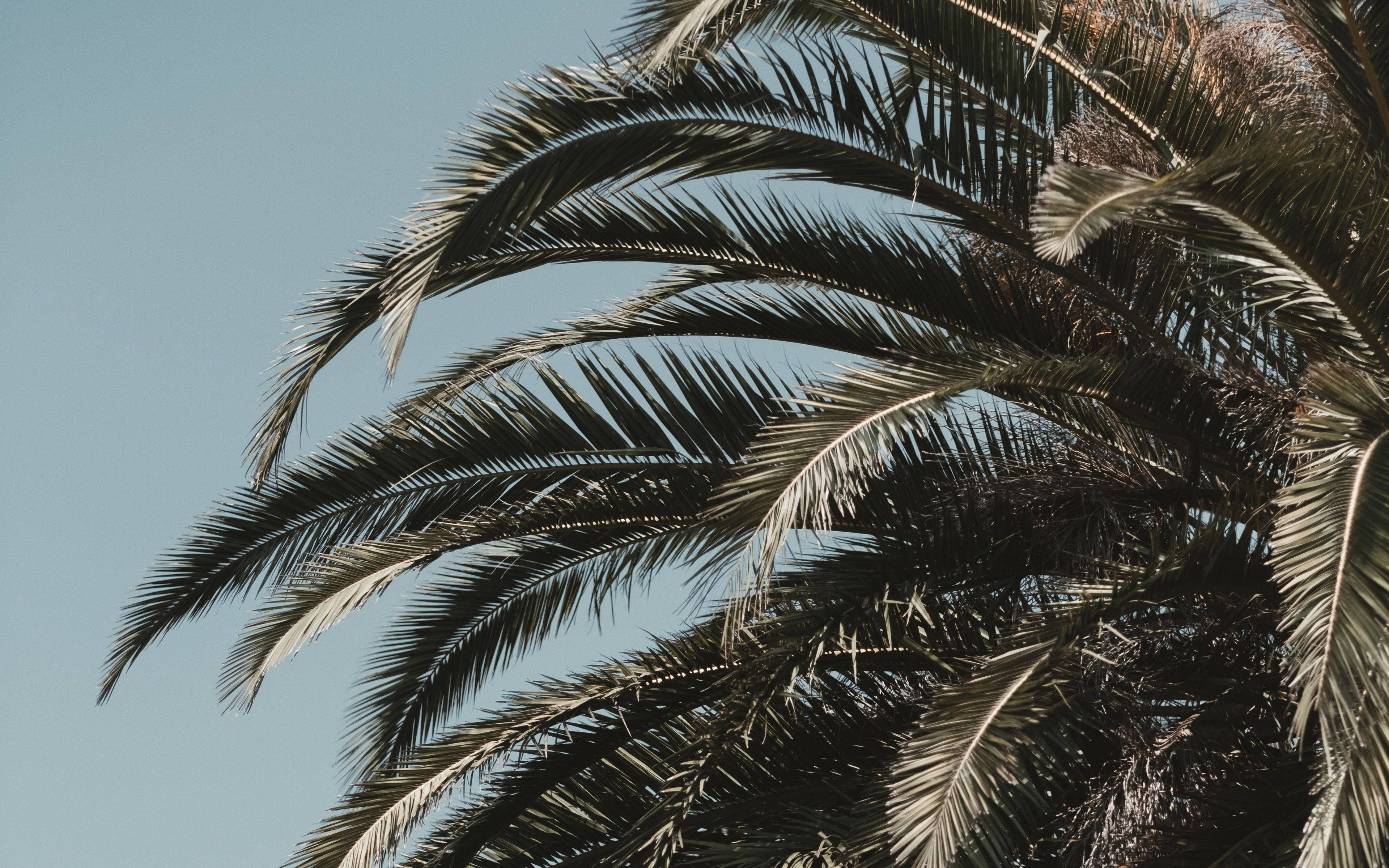 Palm Tree Leaves And Branches Background