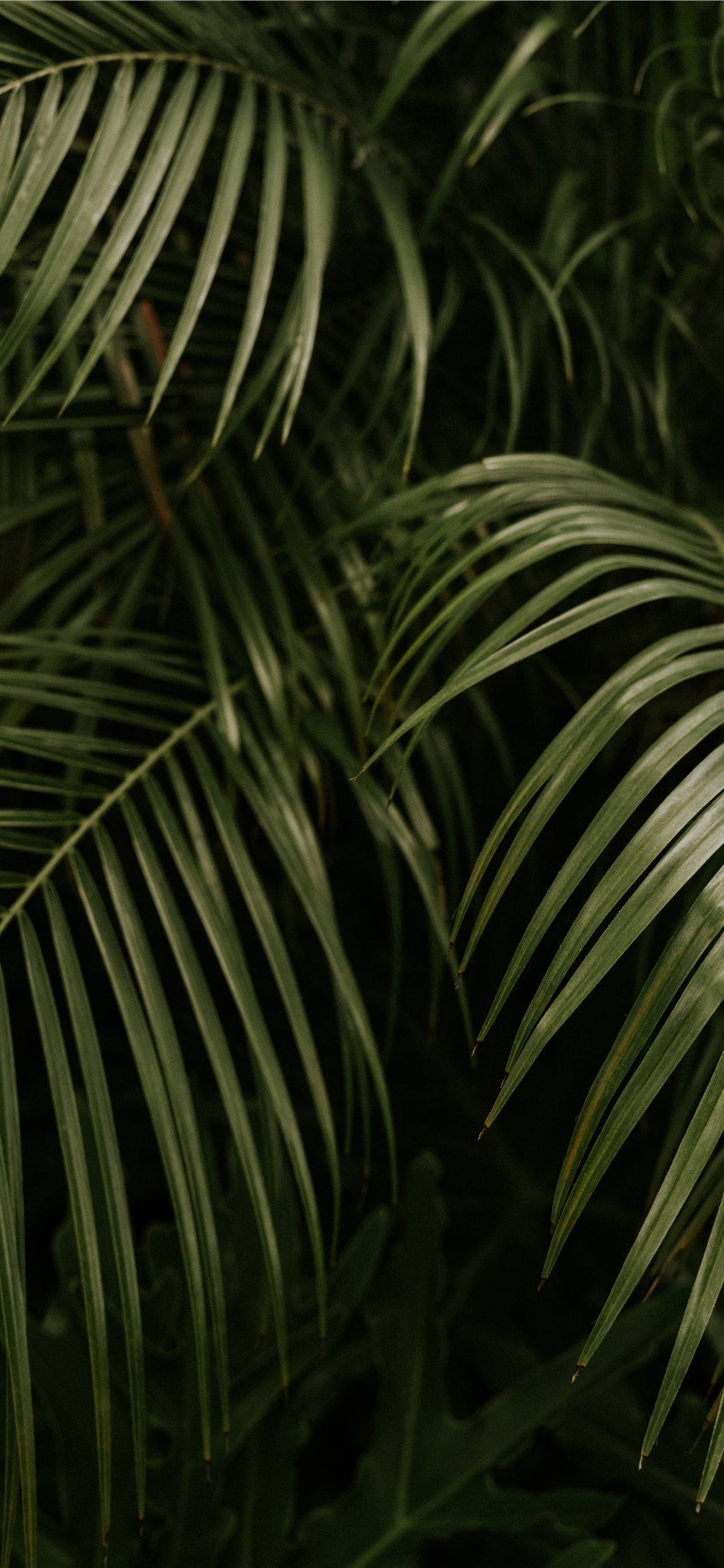 Download Palm Tree Leaves Iphone Wallpaper 