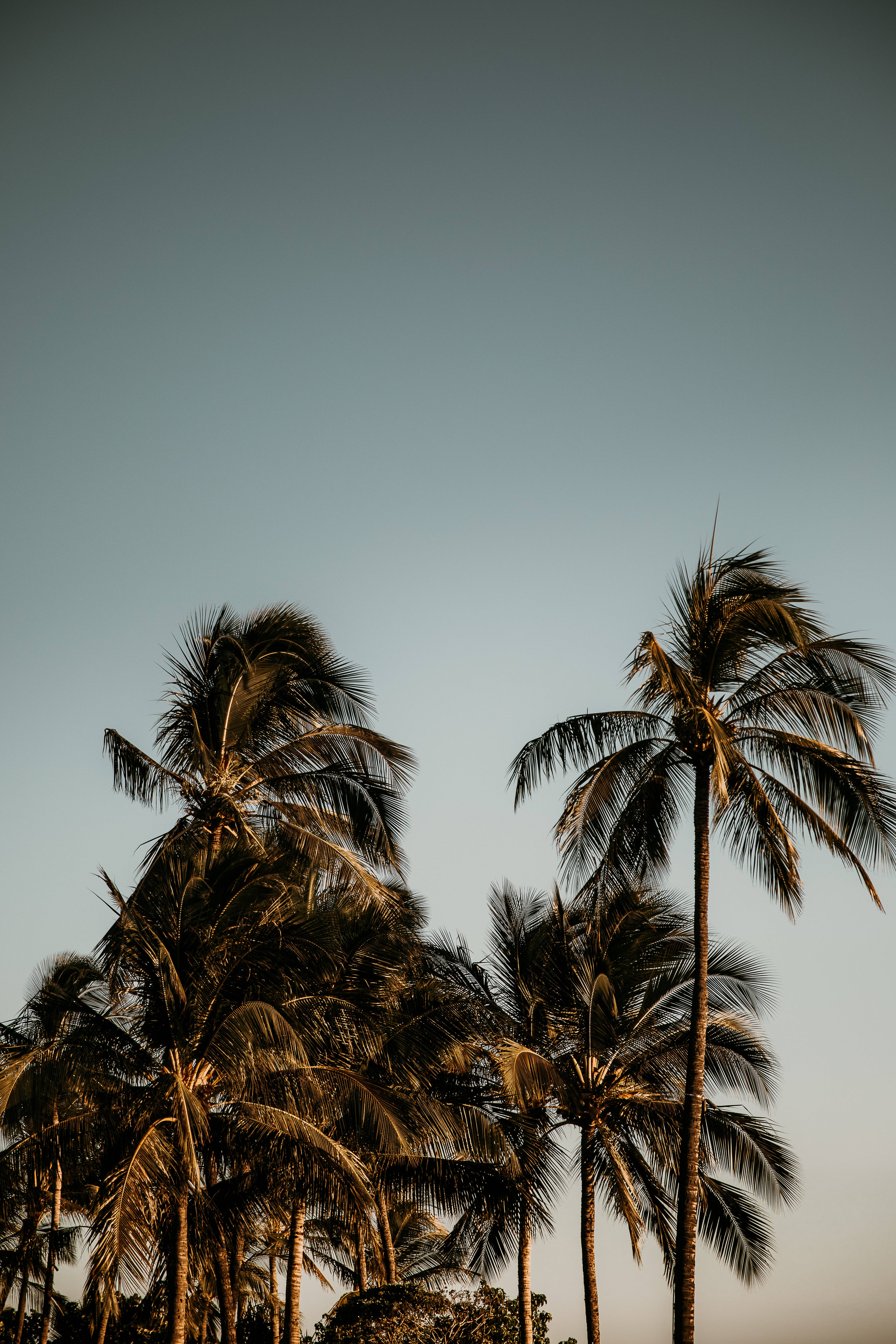 Palm Trees Dramatic Mood Nature Background