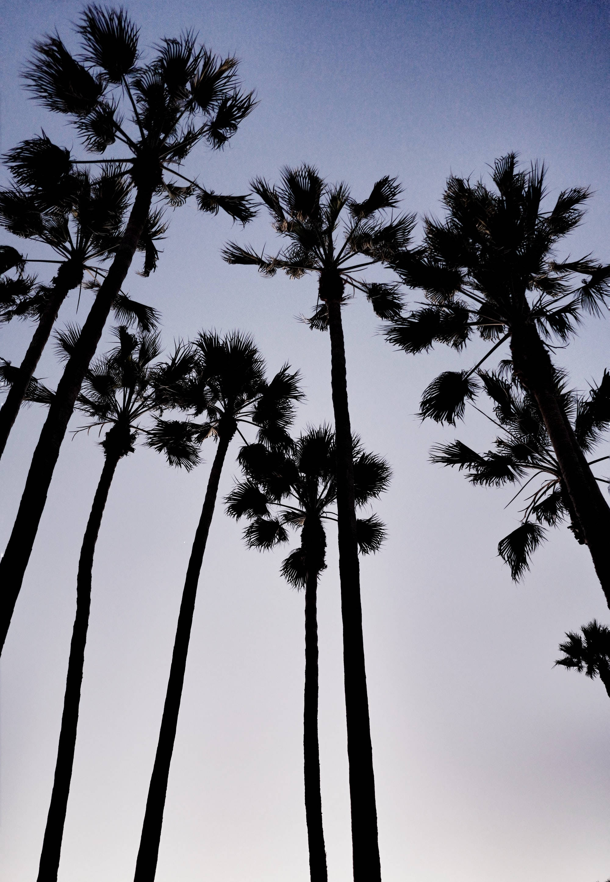 Palm Trees Dramatic Warm Mood Background