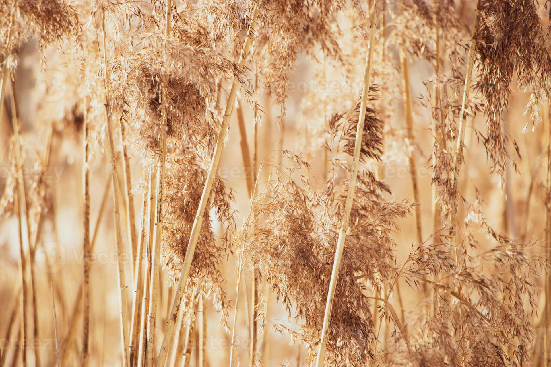 Download Pampas Grass Background | Wallpapers.com