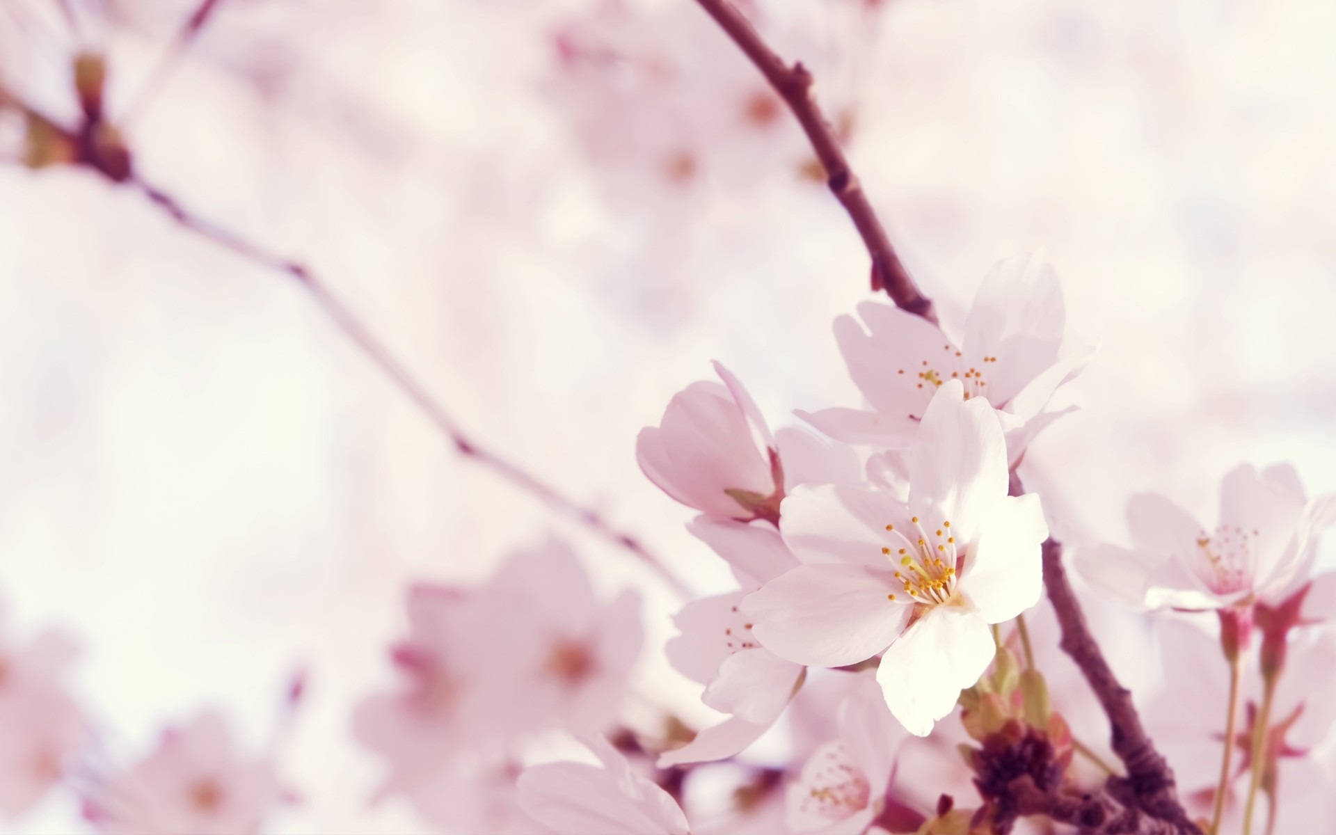 Pastel Sakura Flower Background