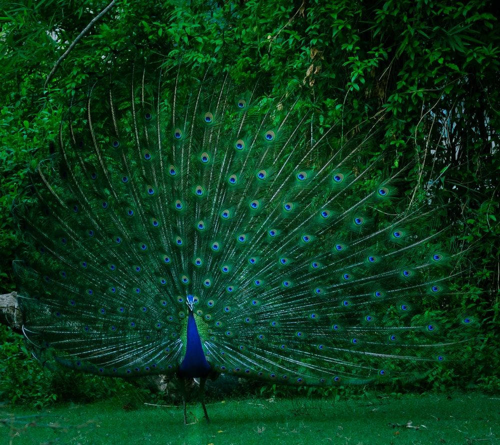 Peacock Displaying Its Feathers In The Grass Background