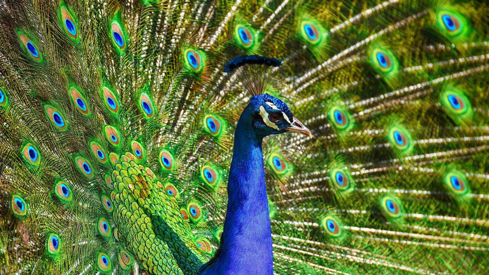 Peacock Side Profile Background
