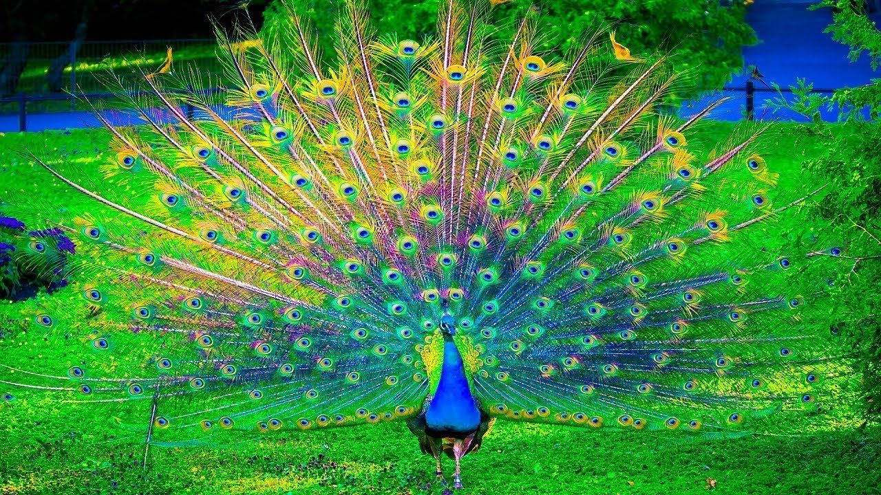 Peacock With Colorful Feathers In The Grass Background