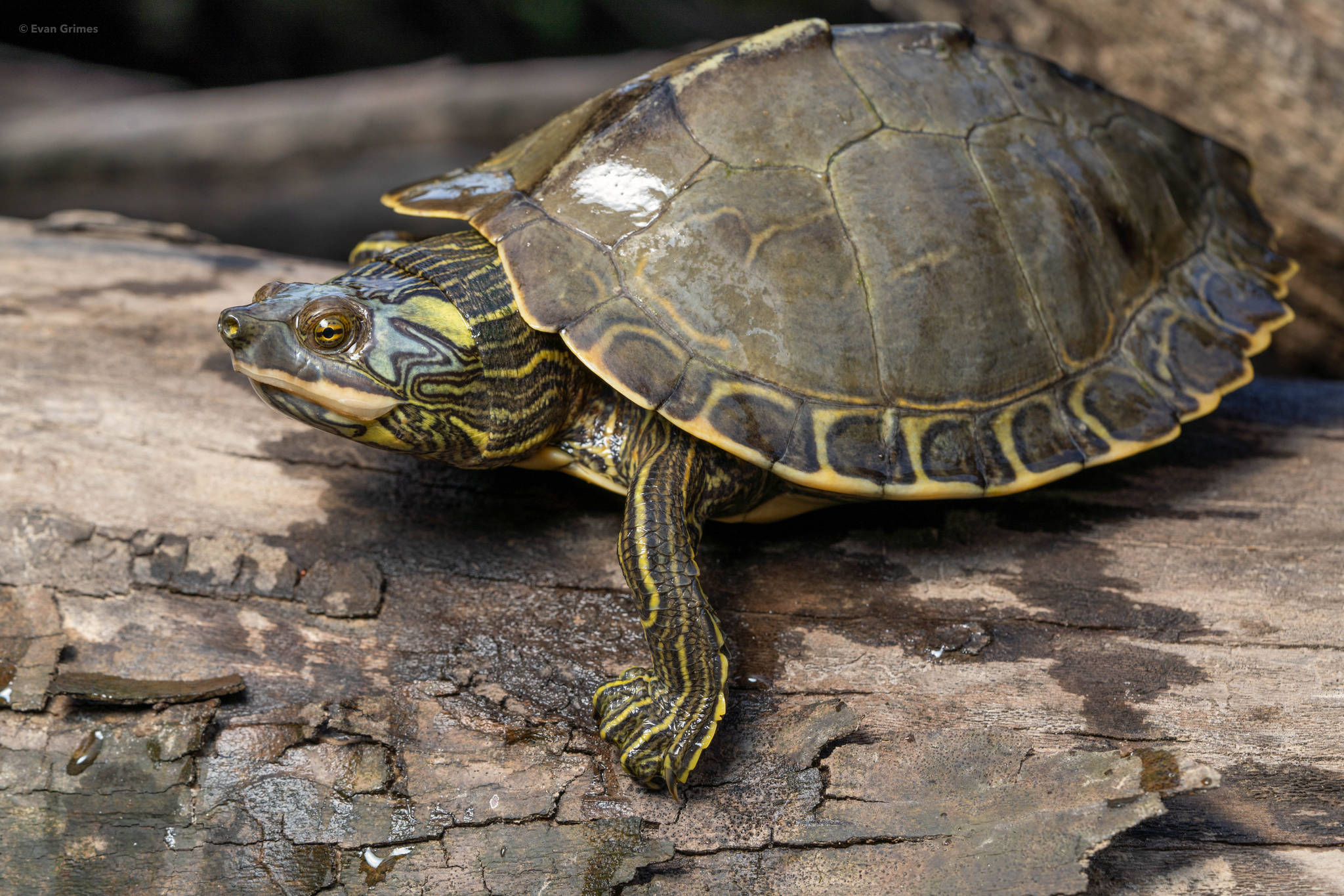 Download Adult Female Common Map Turtle Wallpaper | Wallpapers.com