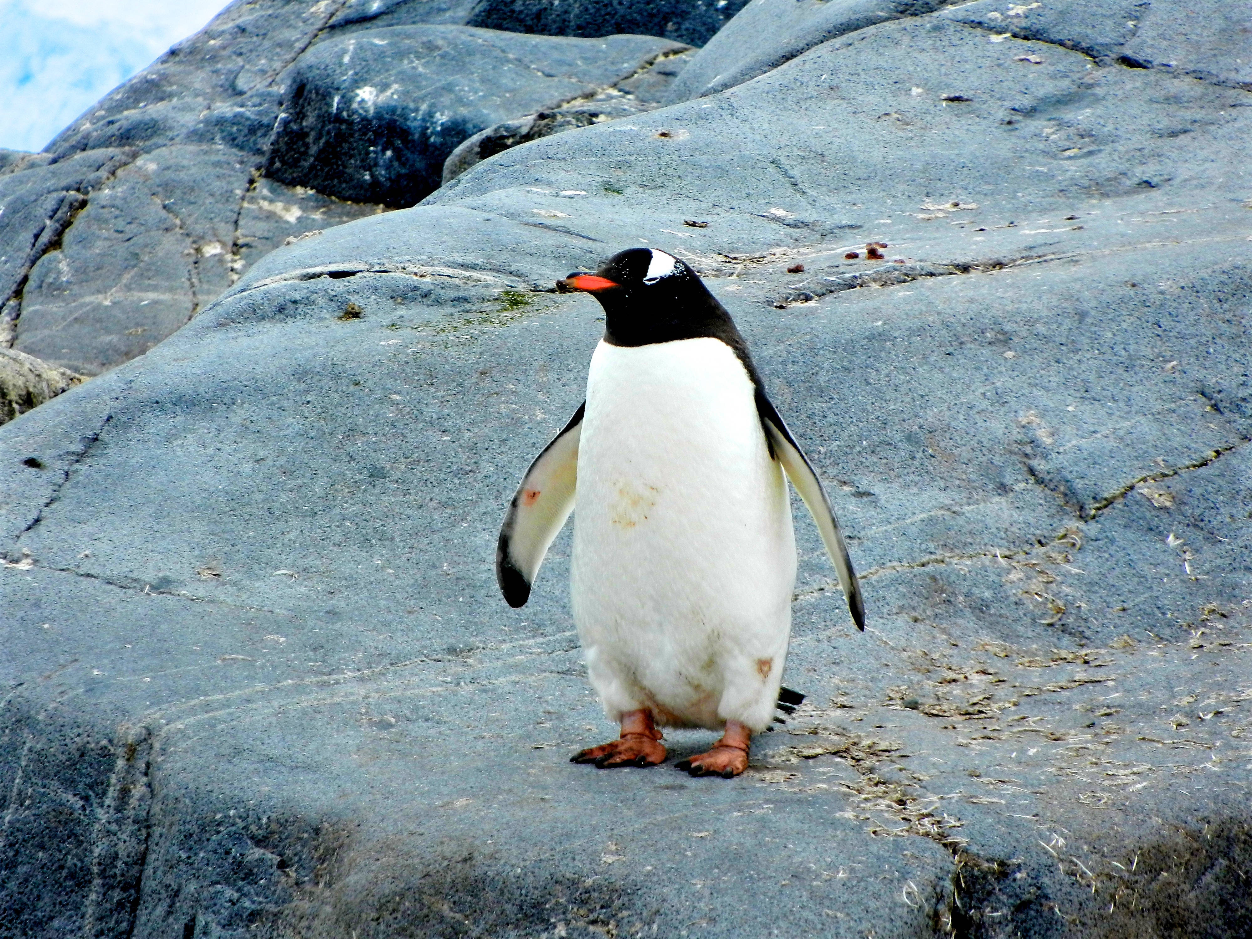 Penguin, Bird, Stones Background