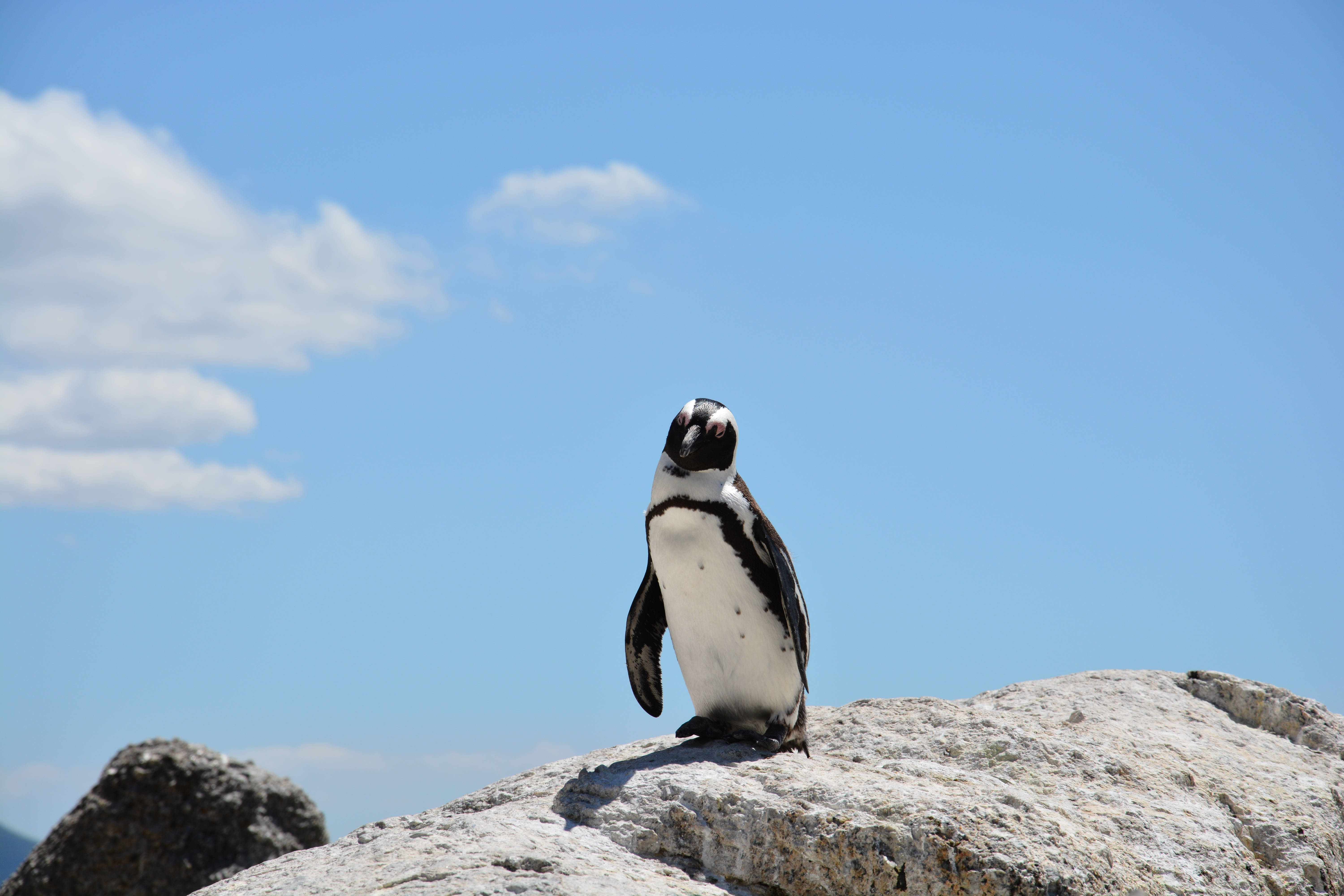 Penguin On A Rock Background