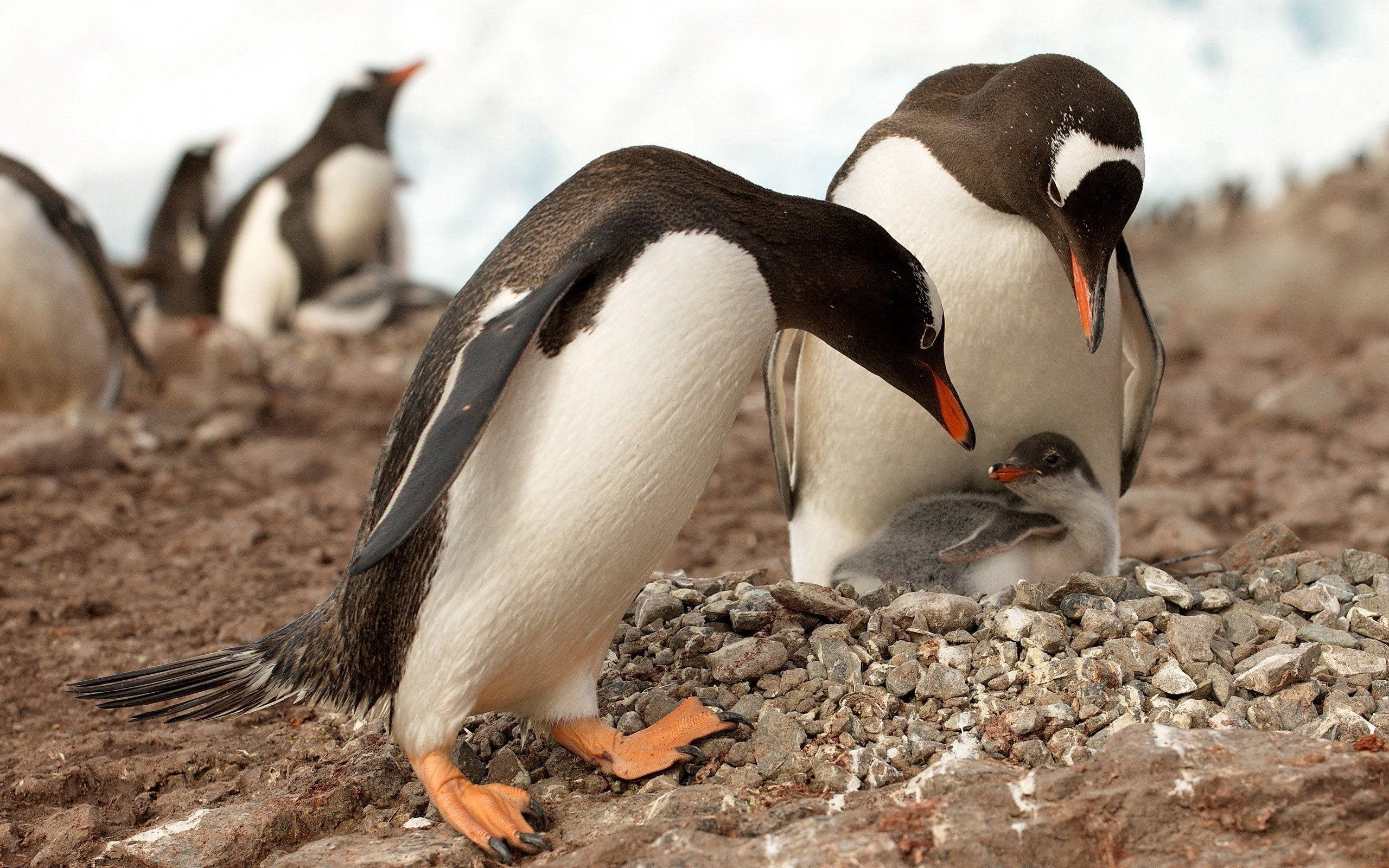 Penguin Parents With Chick Background