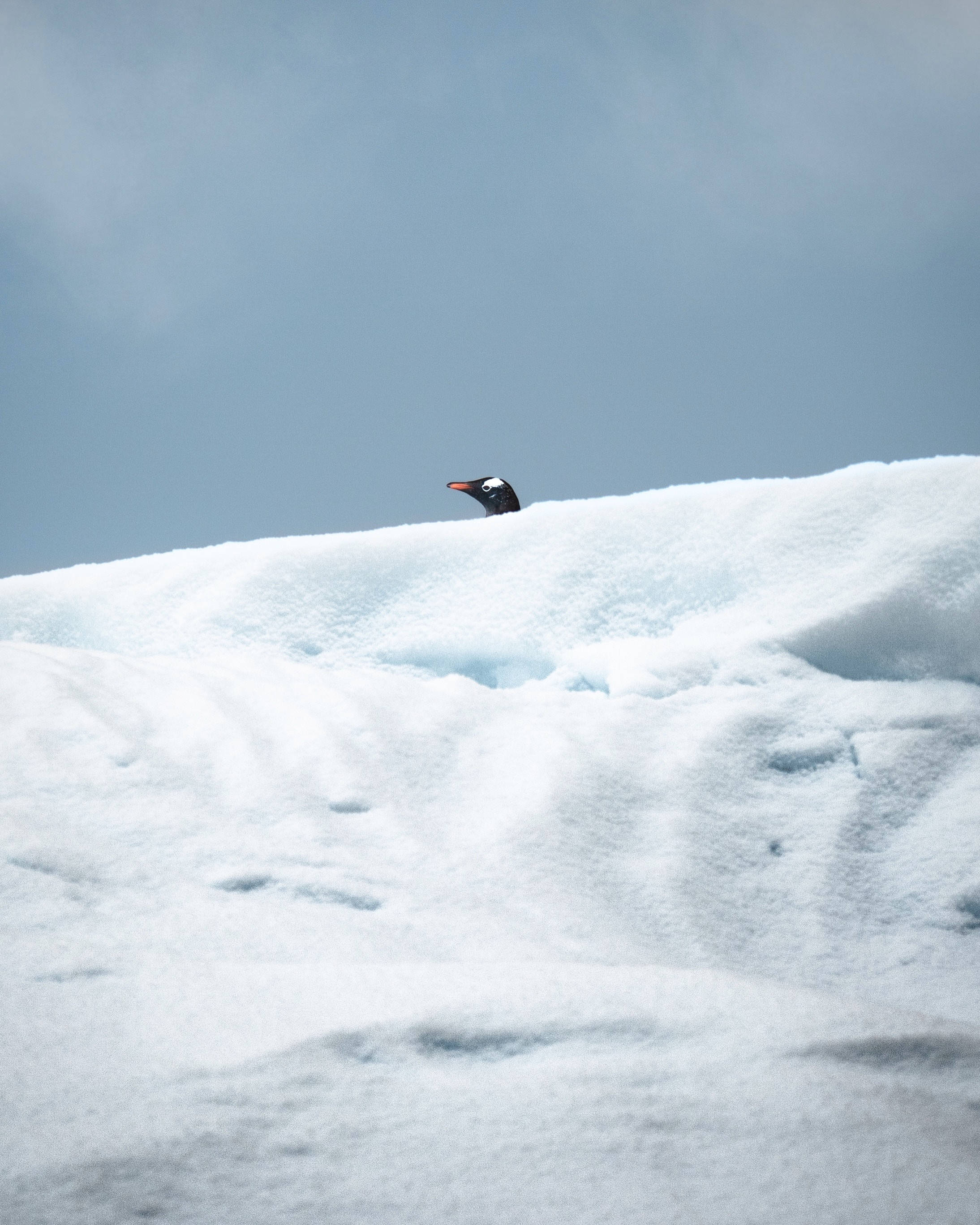 Penguin Peeking Over Ice Background