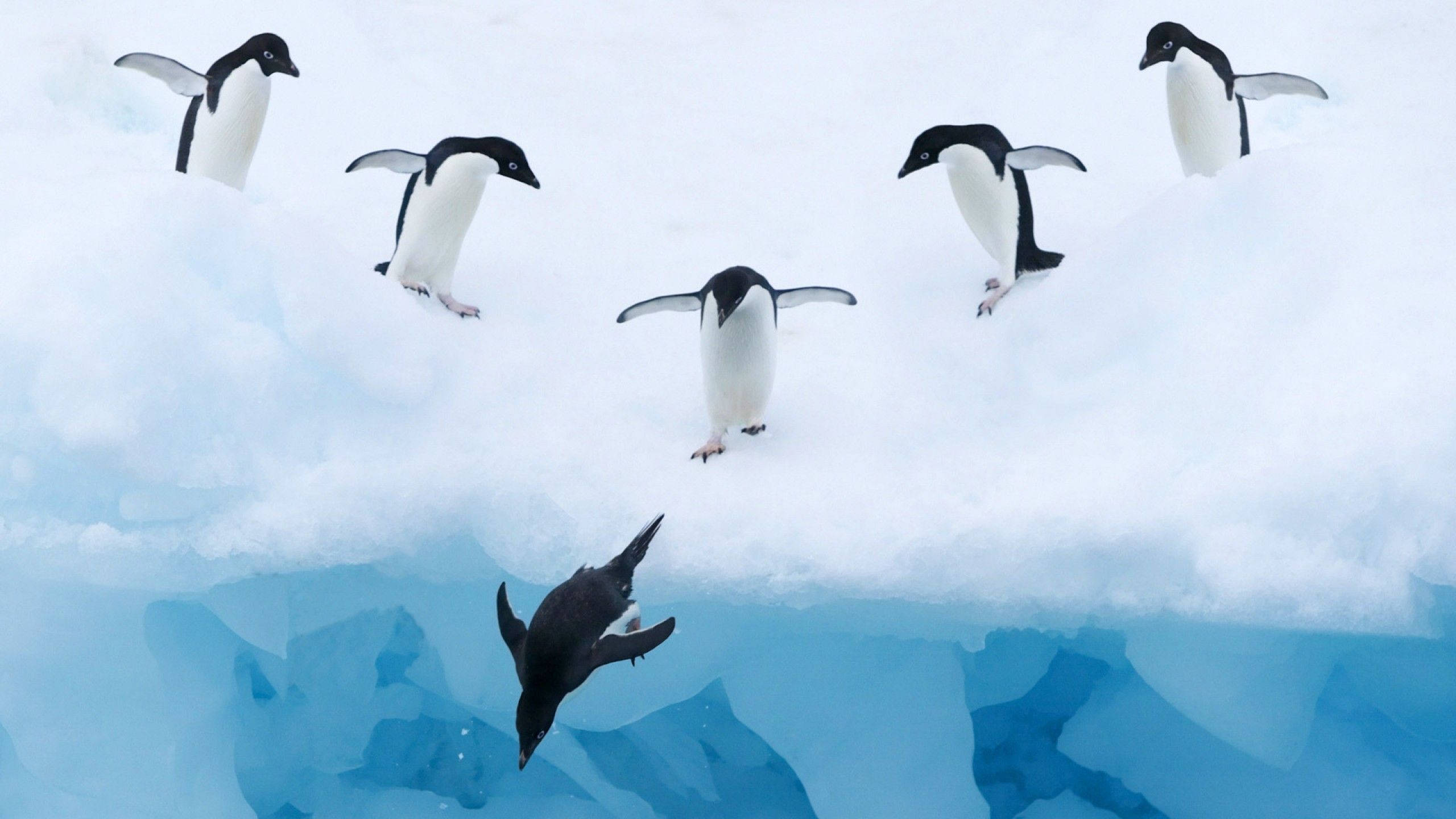 Penguins Diving Background