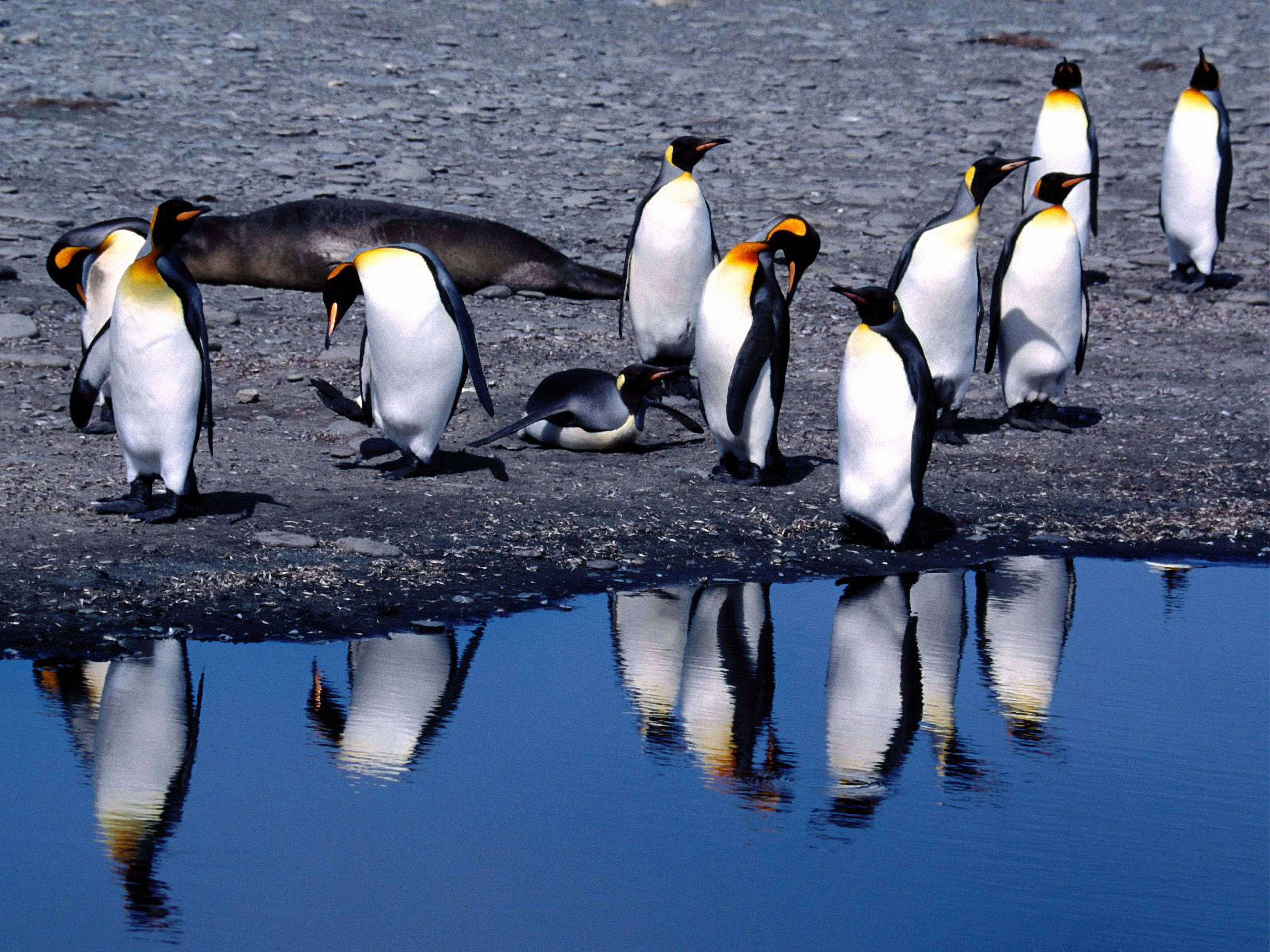 Penguins In Summer Background