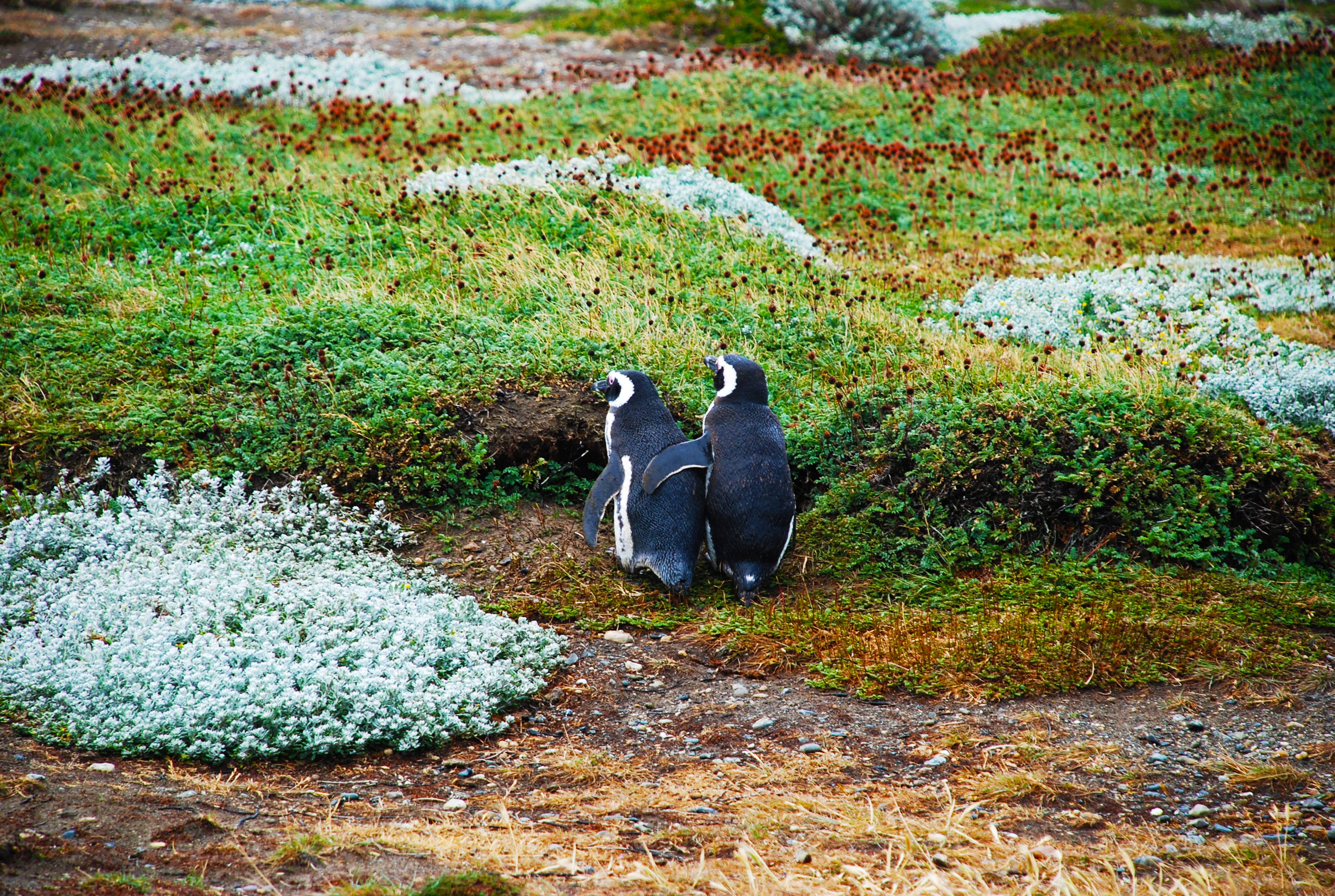 Penguins In The Meadow Background