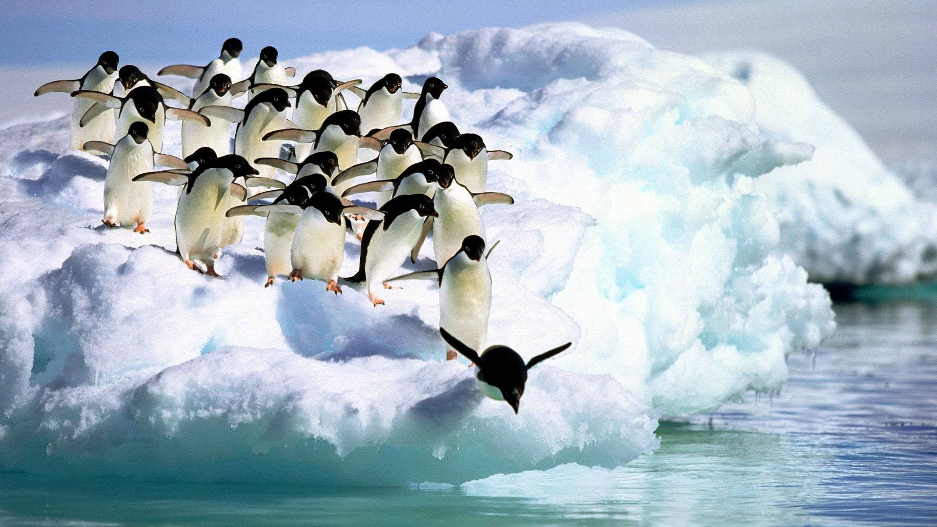 Penguins On Iceberg Background