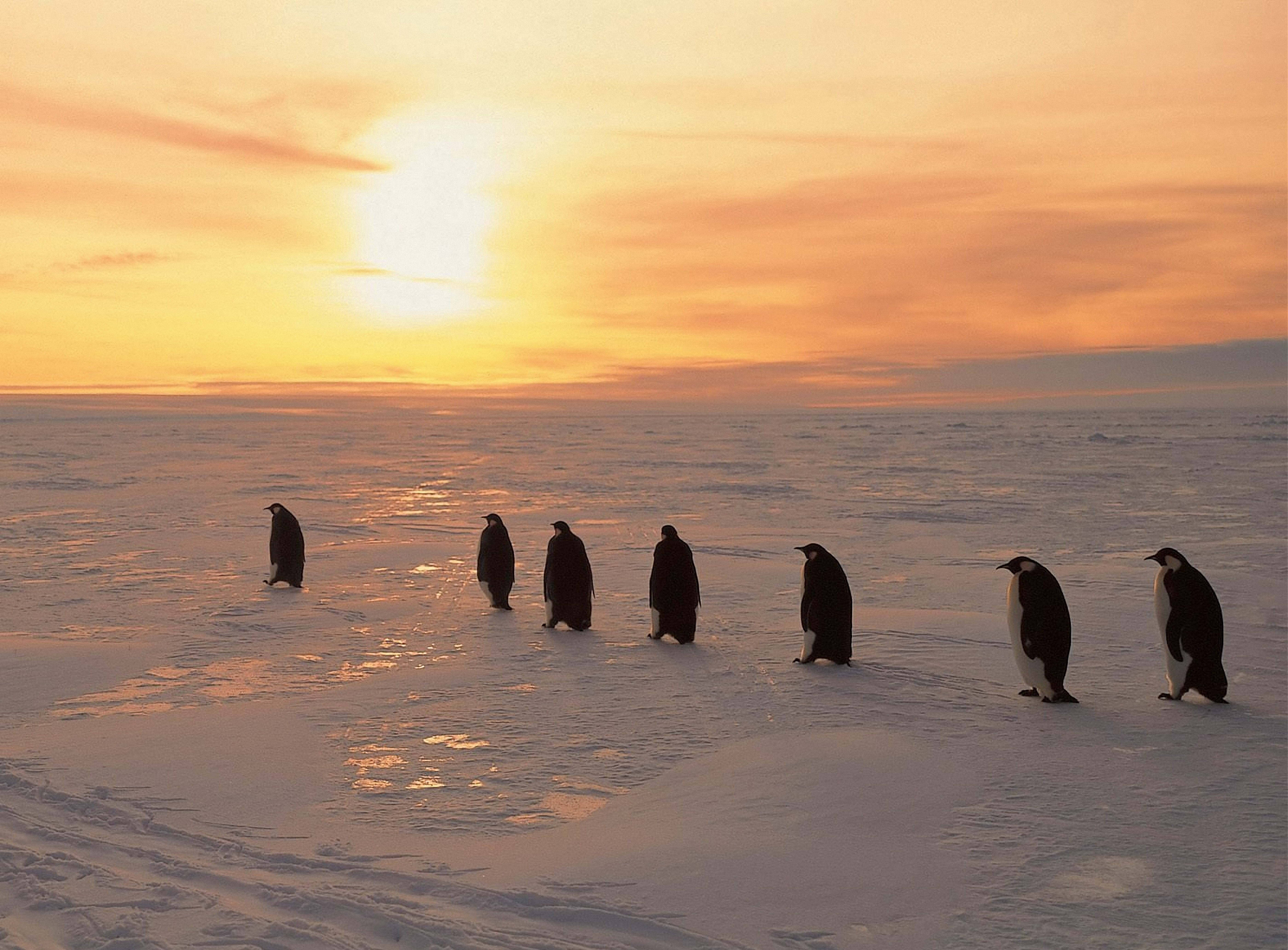Penguins Snowy Sunrise Background
