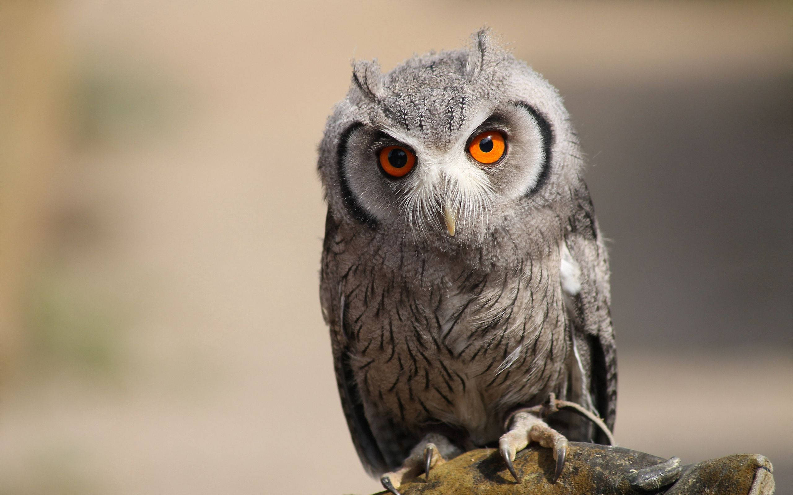 Perched Gray Owl With Orange Eyes Background