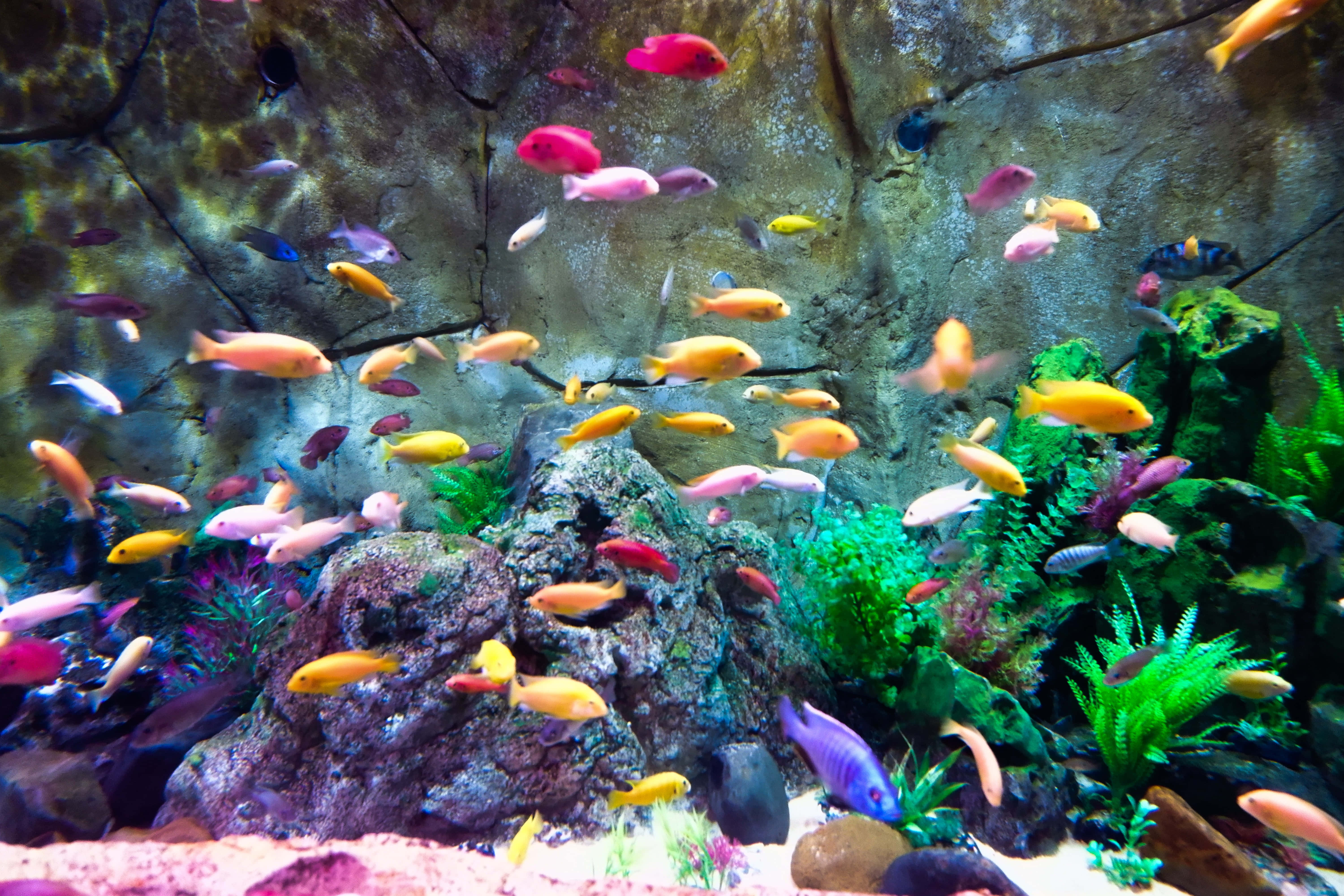 Аквариум ч рыбками. Рыбки для аквариума. Красивые аквариумы. Разноцветные рыбки. Аквариумные рыбки в аквариуме.