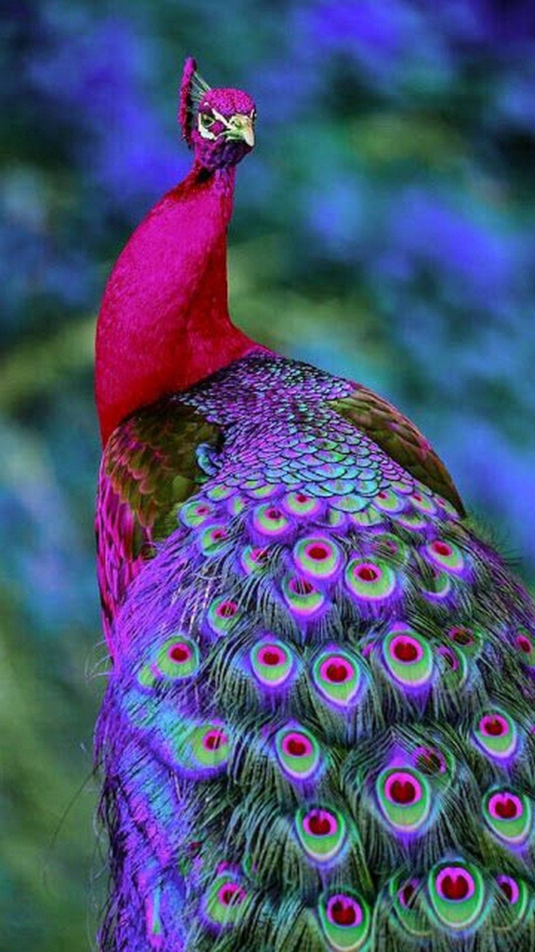 Pink And Purple Peacock Background