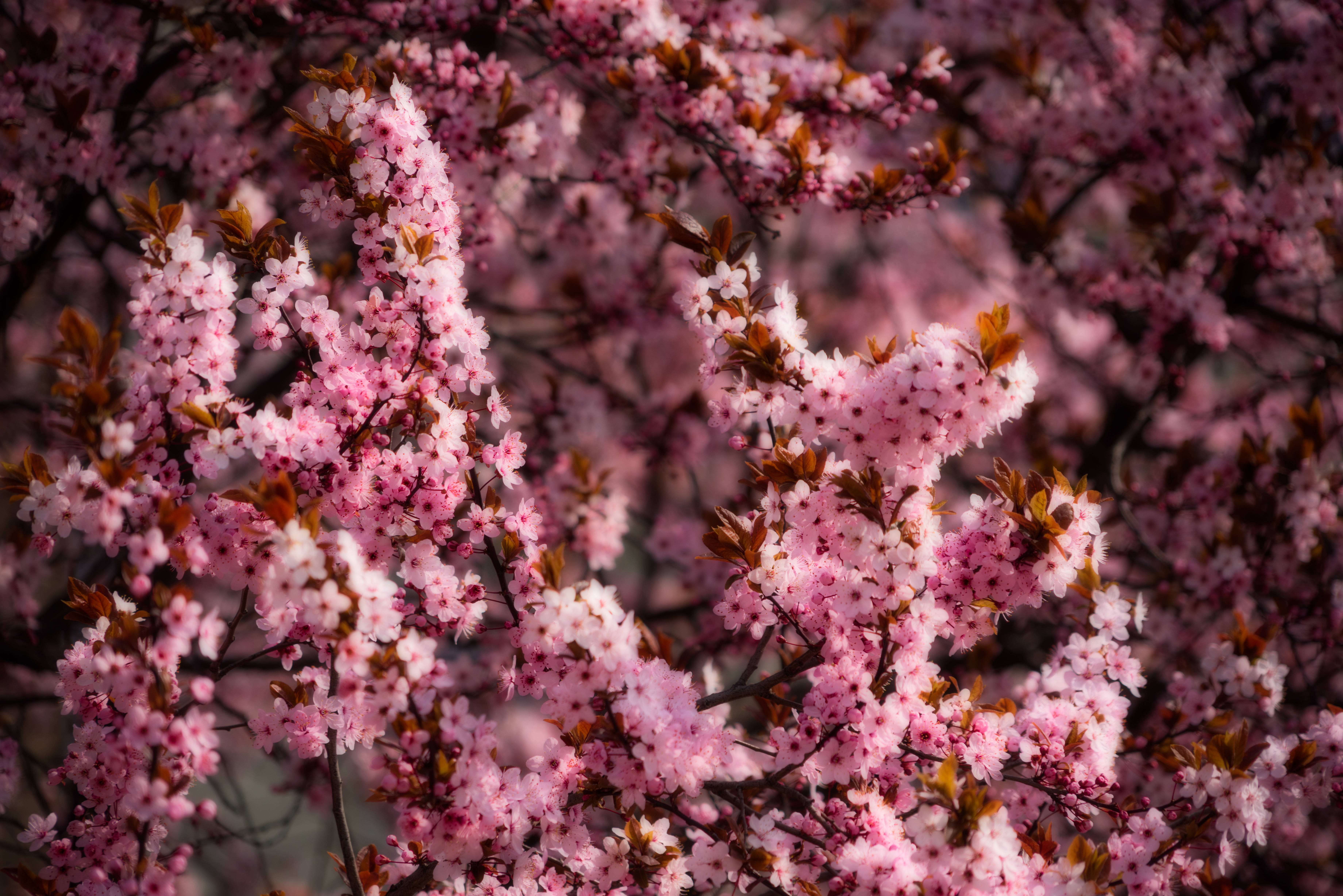 Pink Cherry Blossom Spring Background