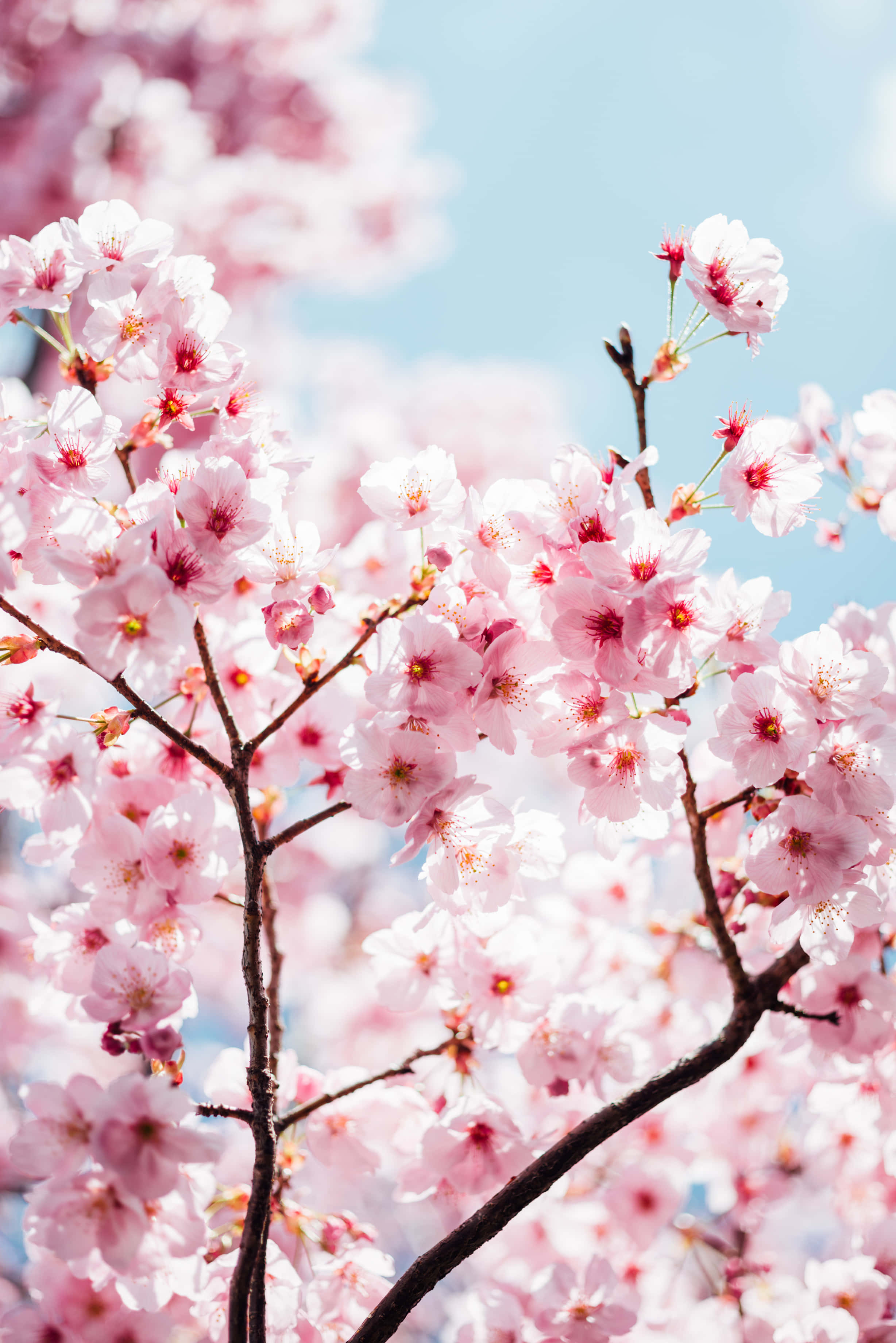 Download Pink Cherry Blossom Wallpaper | Wallpapers.com