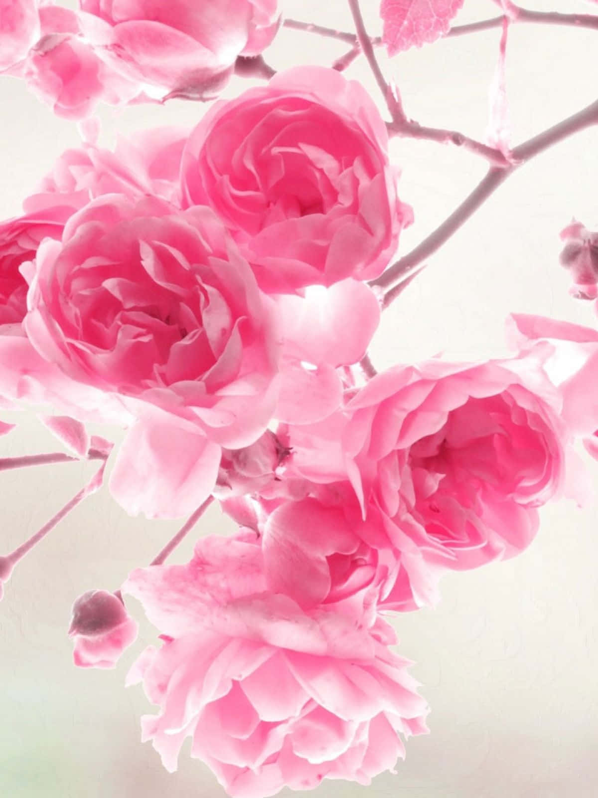 Download Pink Flower Phone Wallpaper