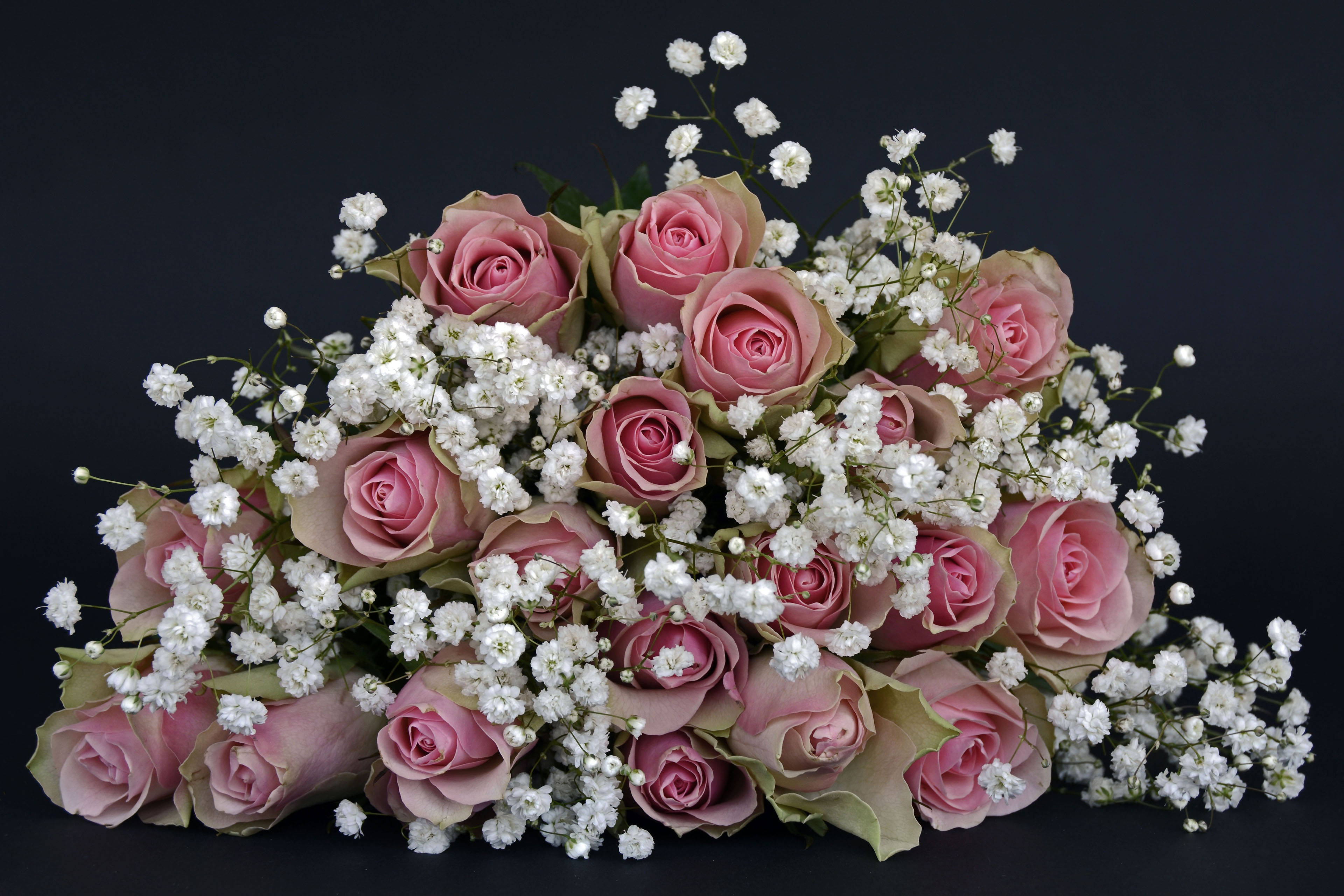 Pink Roses And Baby's Breath Background