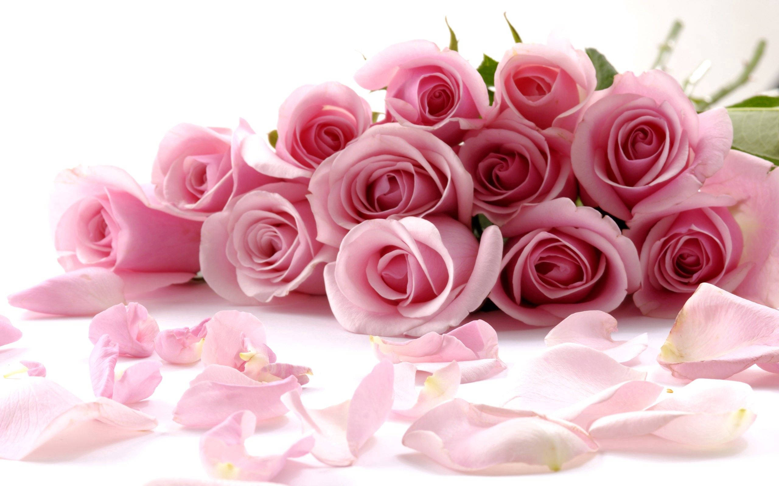 Pink Roses On A White Background Background
