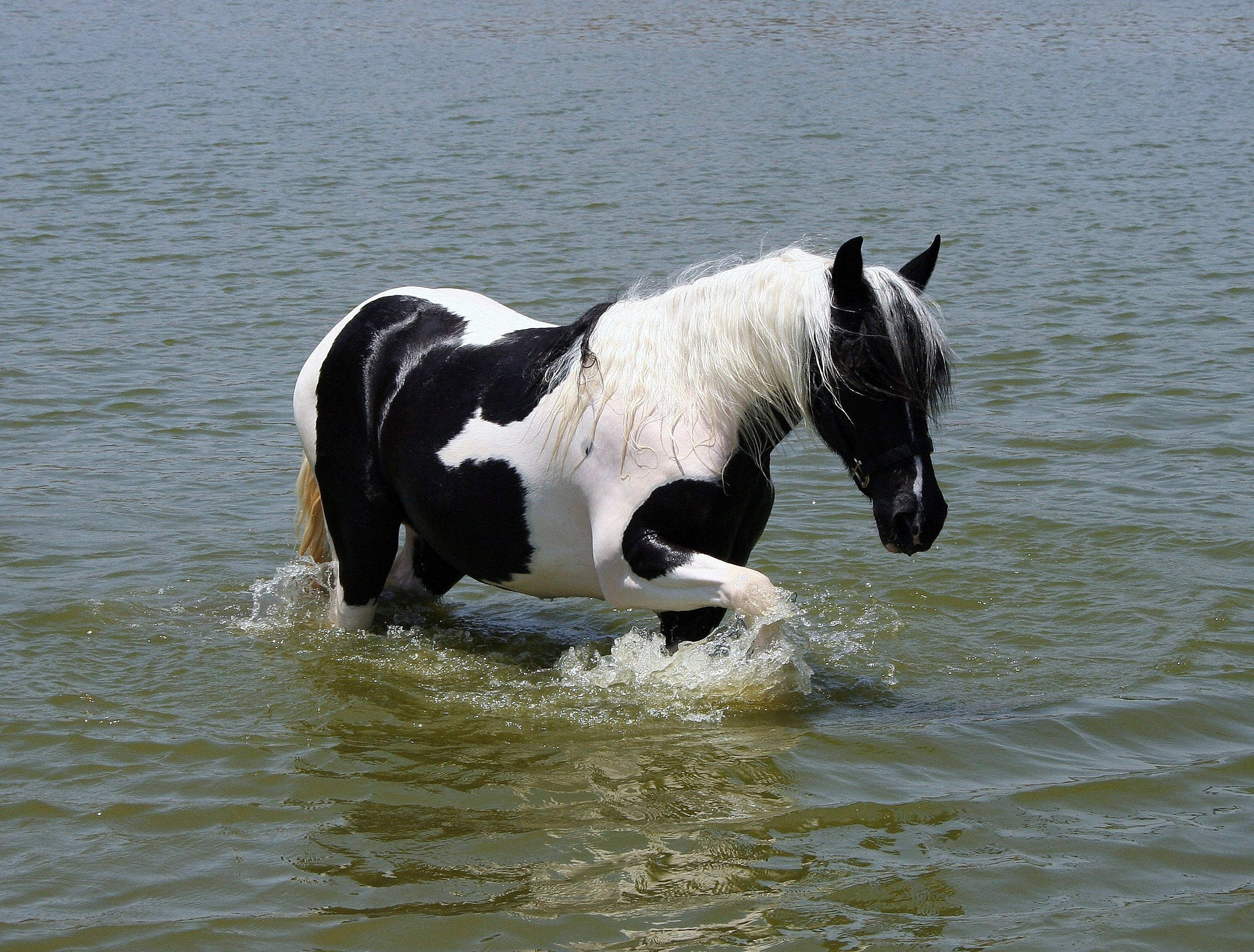 Pinto Horse In Water Background