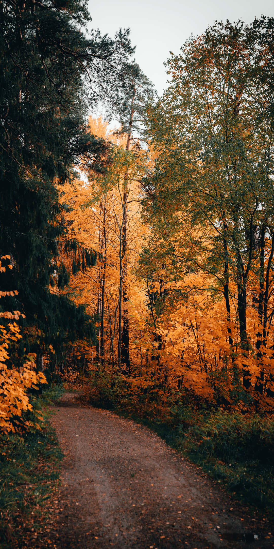 Download Pixel 3 Autumn Background 1080 X 2160 | Wallpapers.com