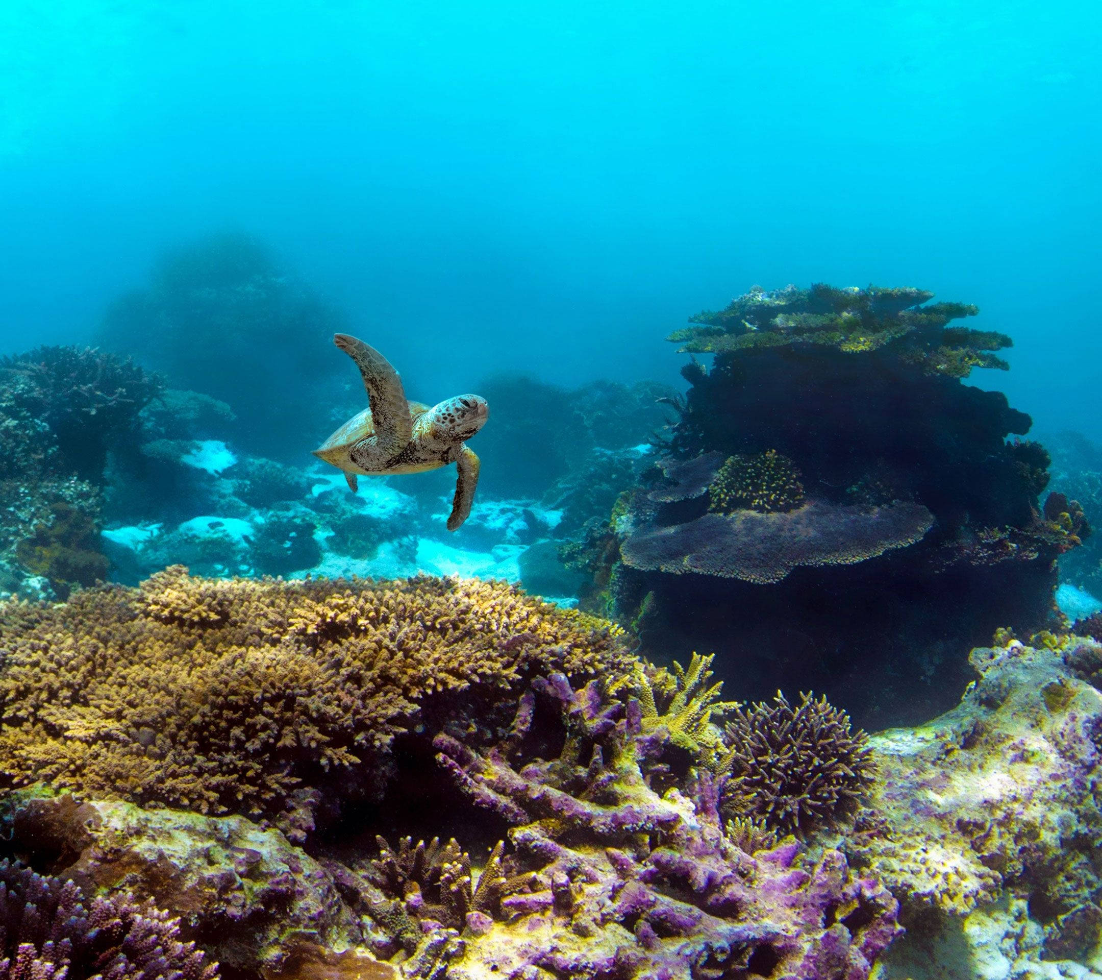 Pixel Turtle Under The Sea Background