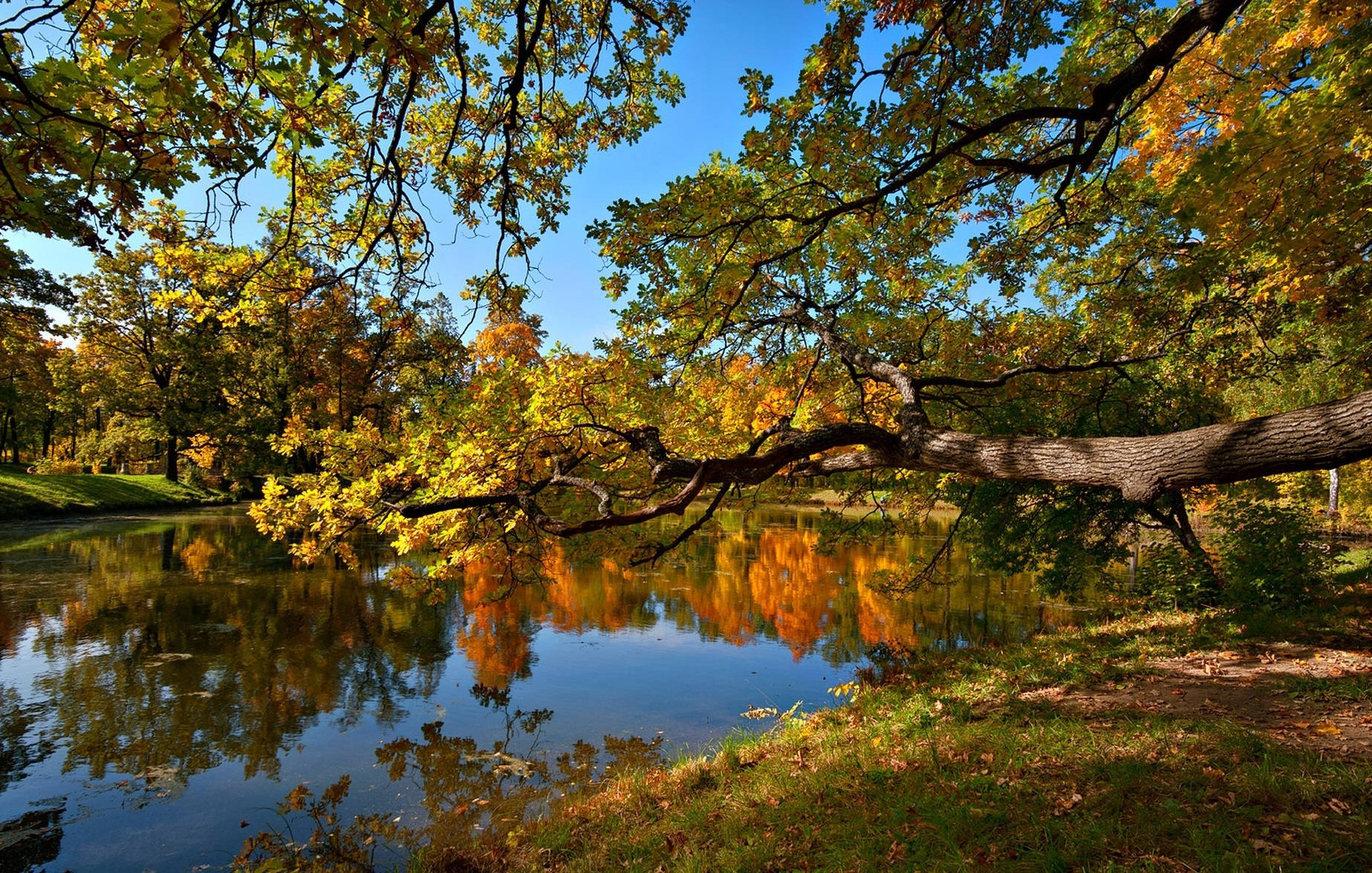 Pond Landscape In Fall Background