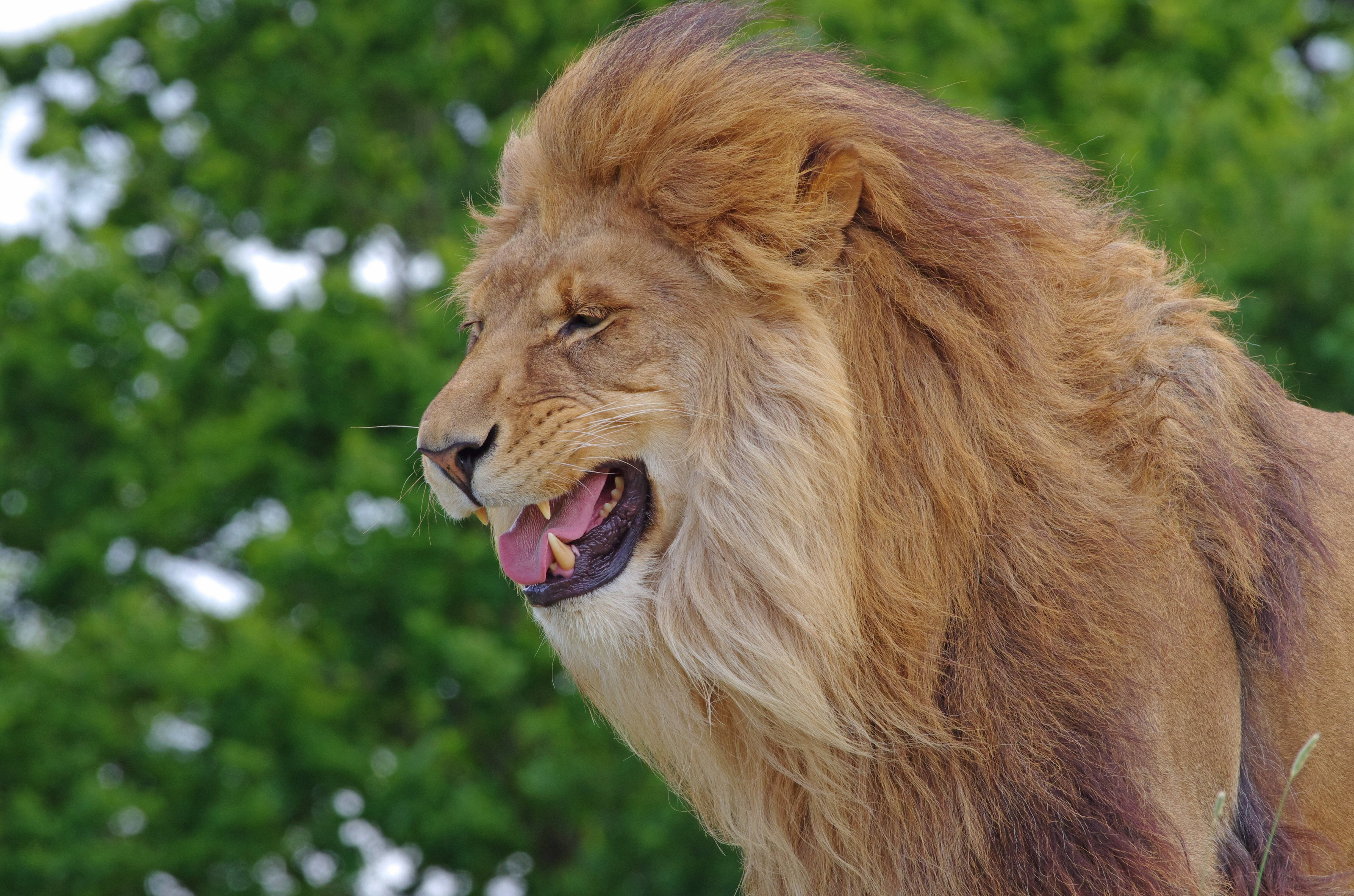 Predator Lion Background