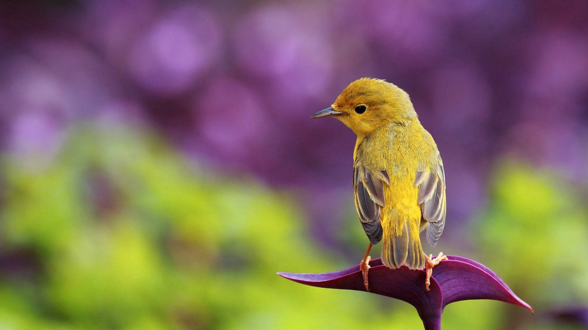 Pretty Canary Bird Photo Background