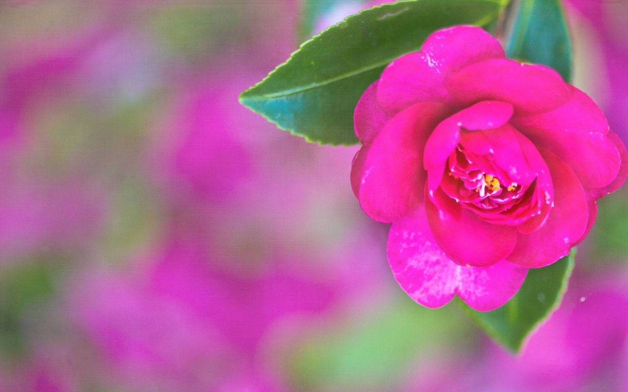 Pretty Fuchsia Flower Image Background