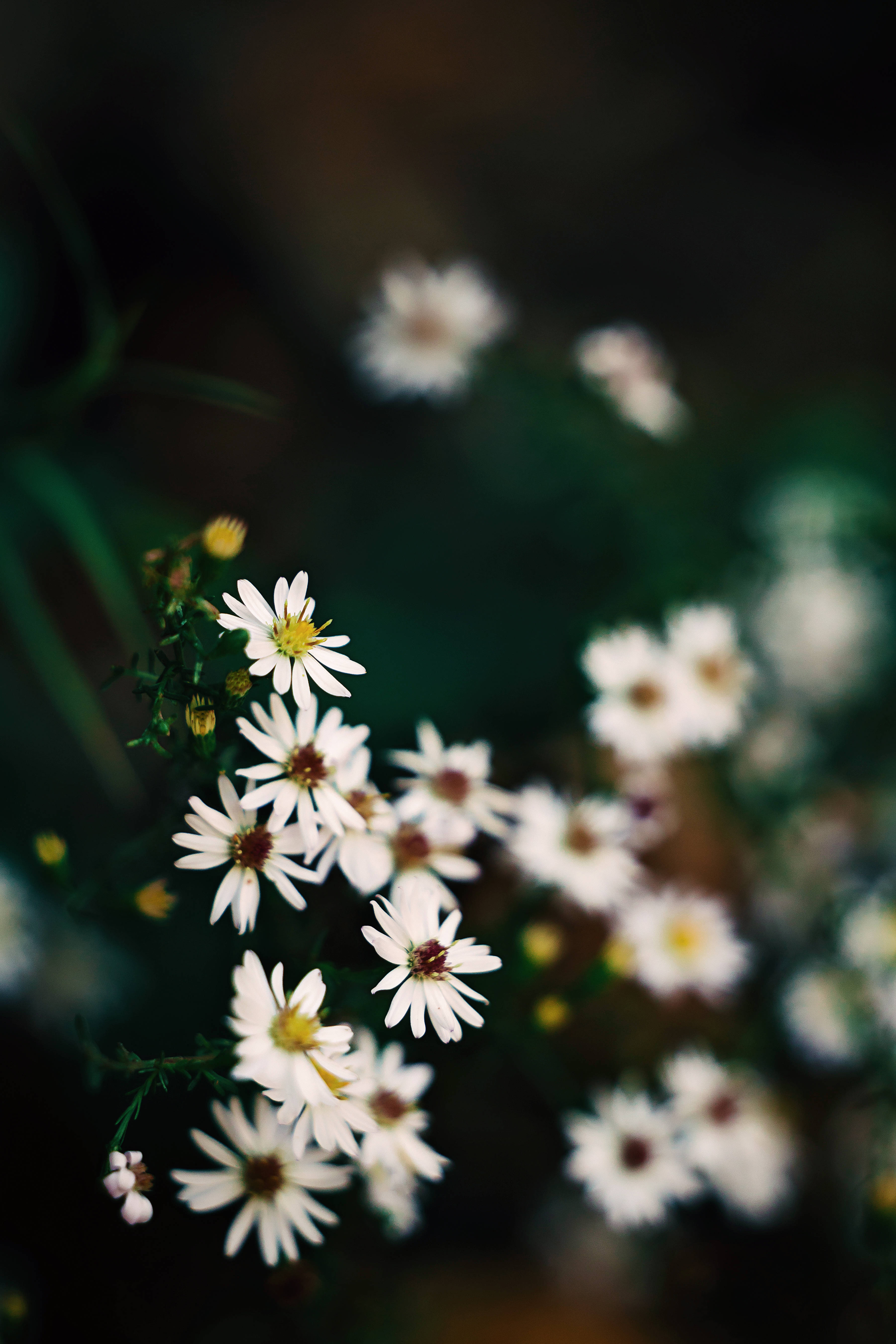 Với màu sắc trang nhã và đơn giản, hoa trắng là biểu tượng của sự tinh khiết, nhẹ nhàng và thanh thoát. Hình ảnh về hoa trắng sẽ khiến cho bạn cảm nhận được vẻ đẹp và thanh nhã của các loài hoa này, tạo cảm giác thư giãn và yên bình.
