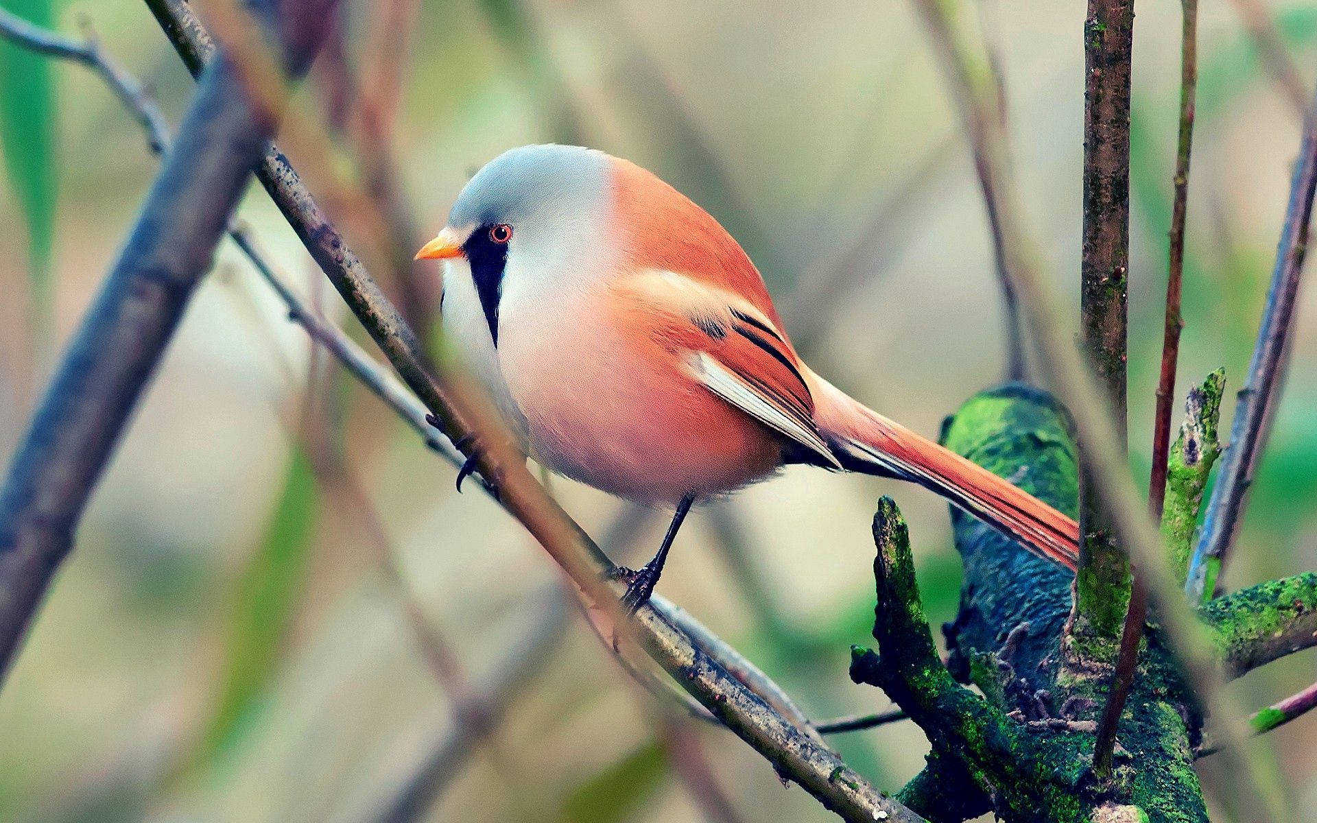 Pretty Nature Bird Photo Background